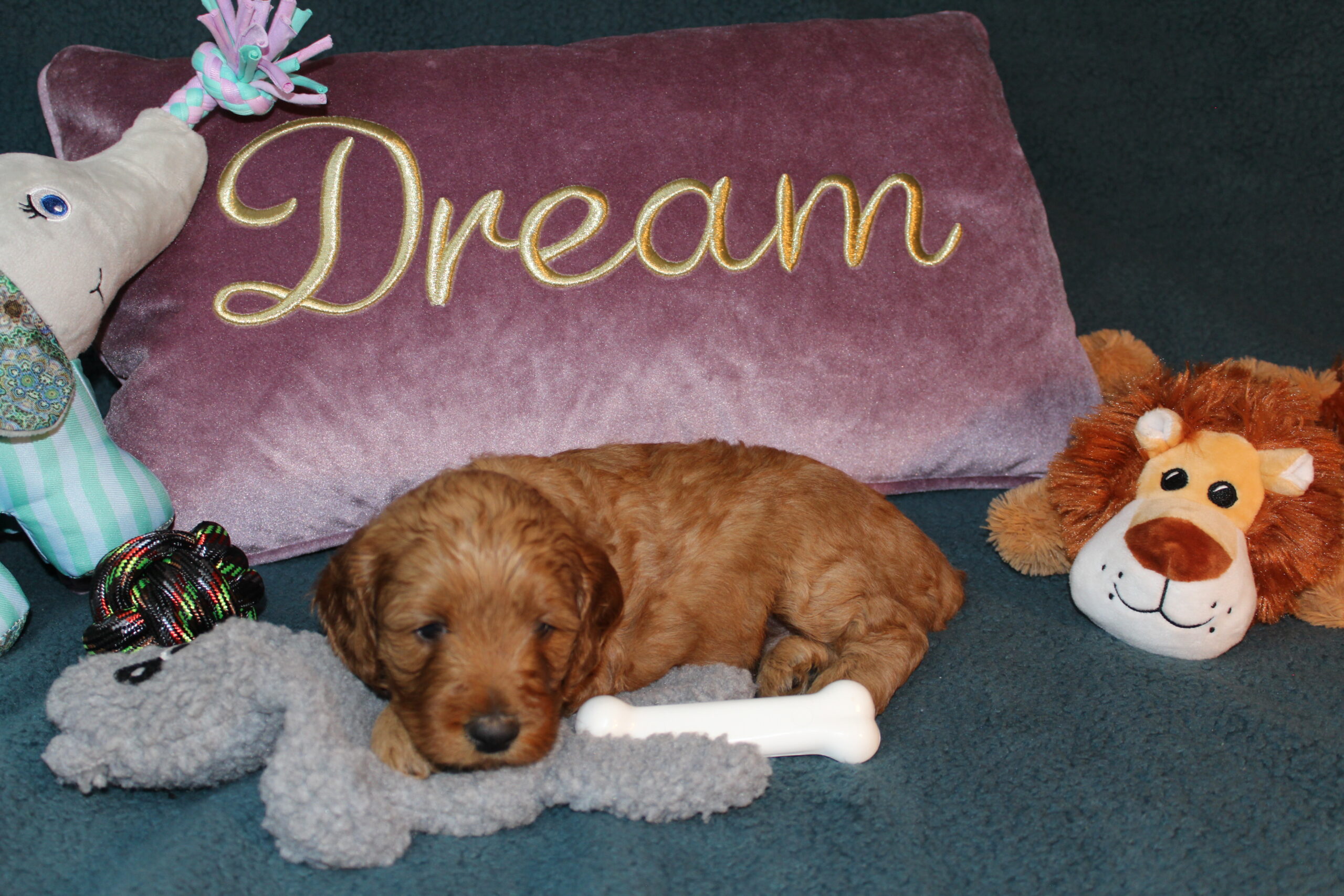 Rare Clumberdoodle Puppies!! 7 to choose from!!πClick on Me!! - Image 7