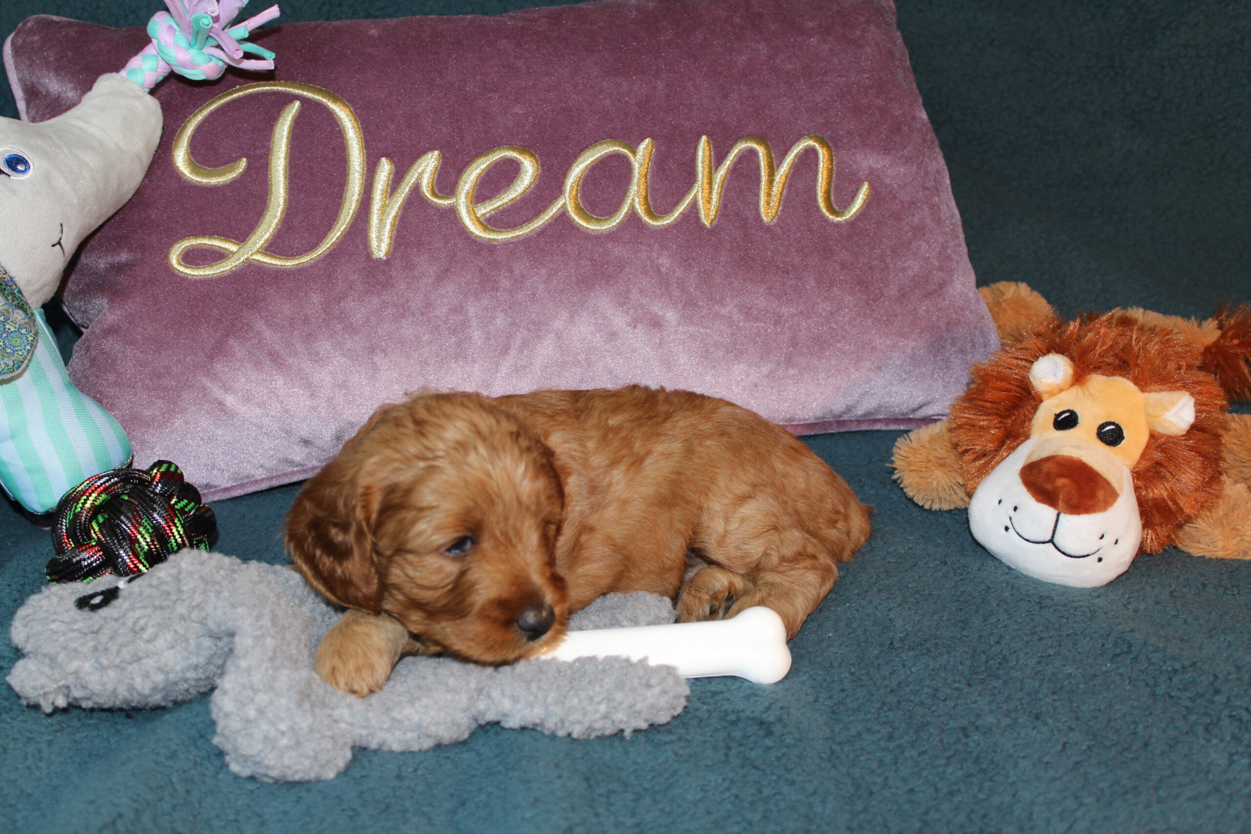 Rare Clumberdoodle Puppies!! 7 to choose from!!πClick on Me!! - Image 11