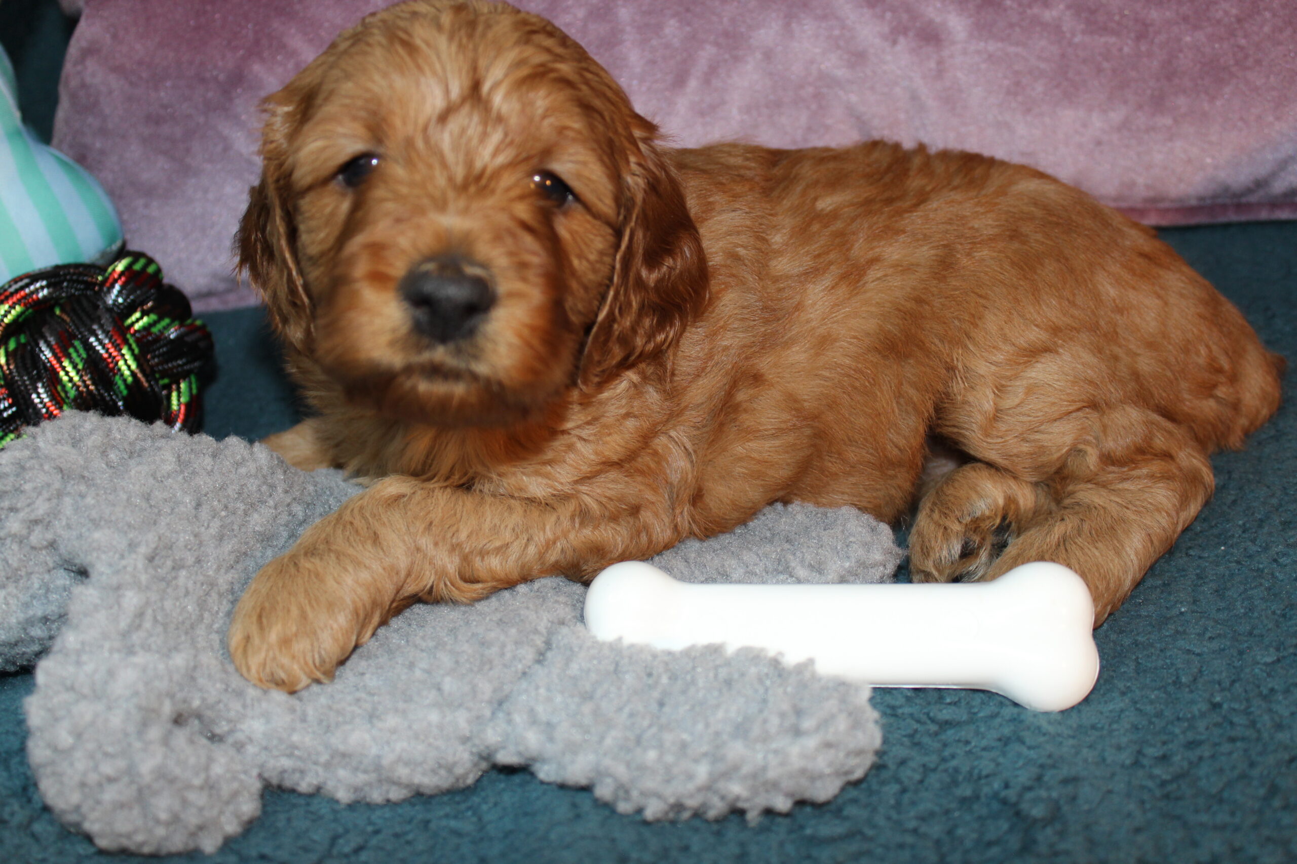 Rare Clumberdoodle Puppies!! 7 to choose from!!πClick on Me!! - Image 10