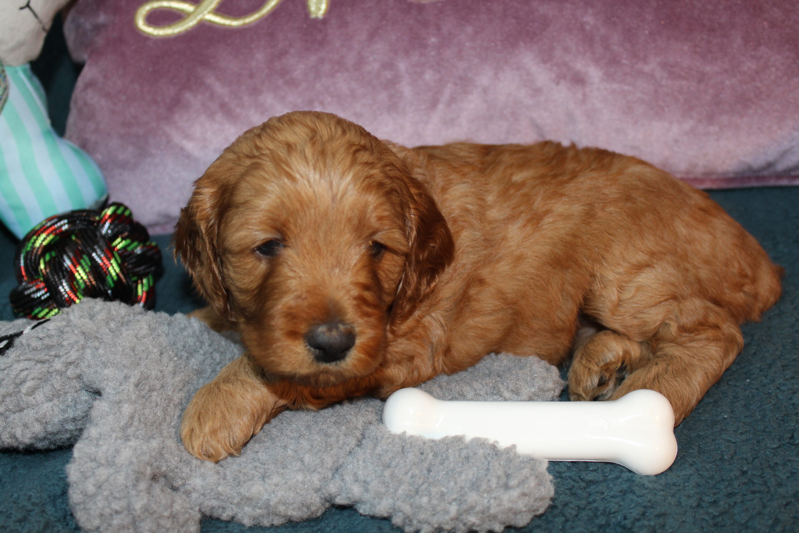 Rare Clumberdoodle Puppies!! 7 to choose from!!πClick on Me!! - Image 9