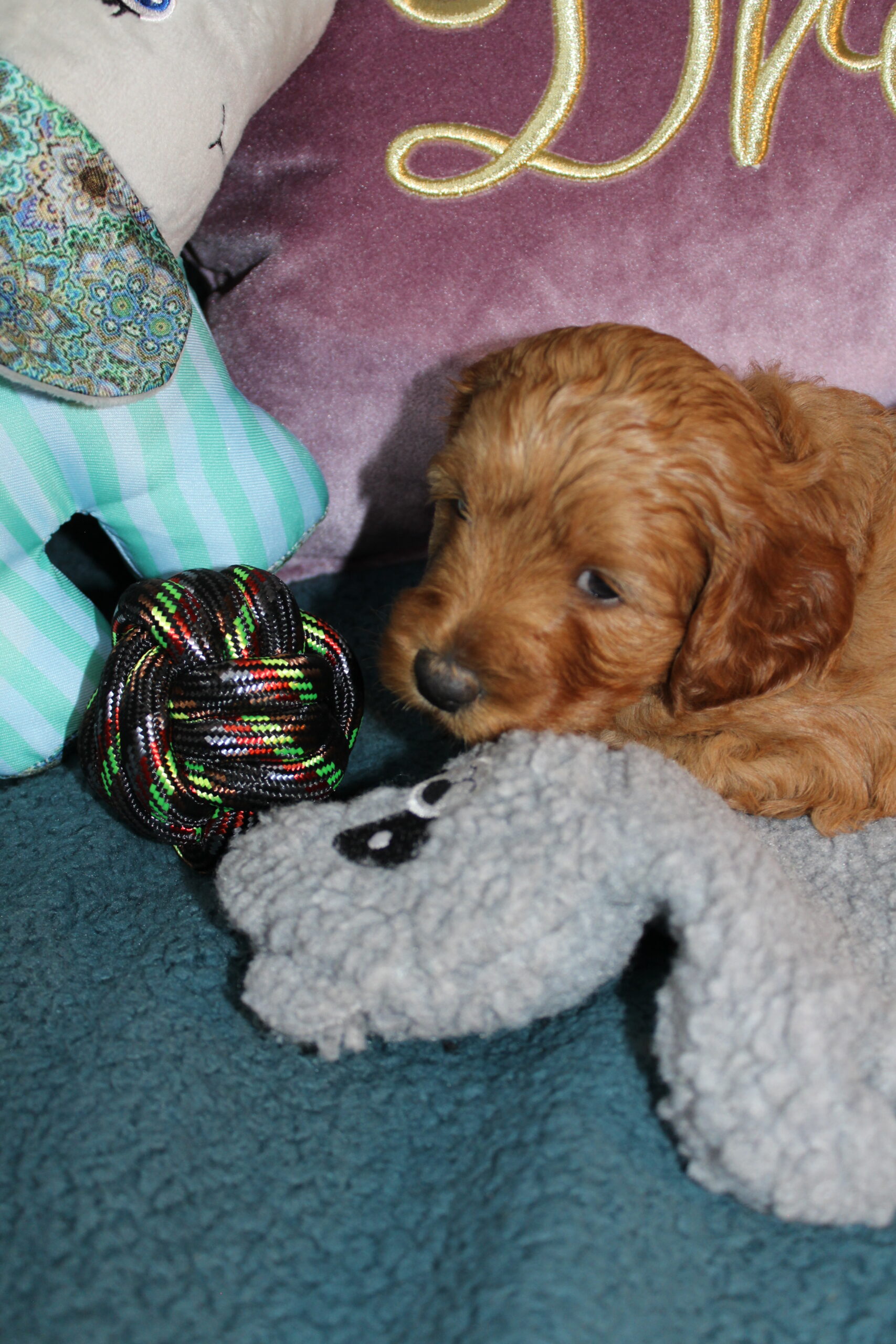 Rare Clumberdoodle Puppies!! 7 to choose from!!πClick on Me!! - Image 5