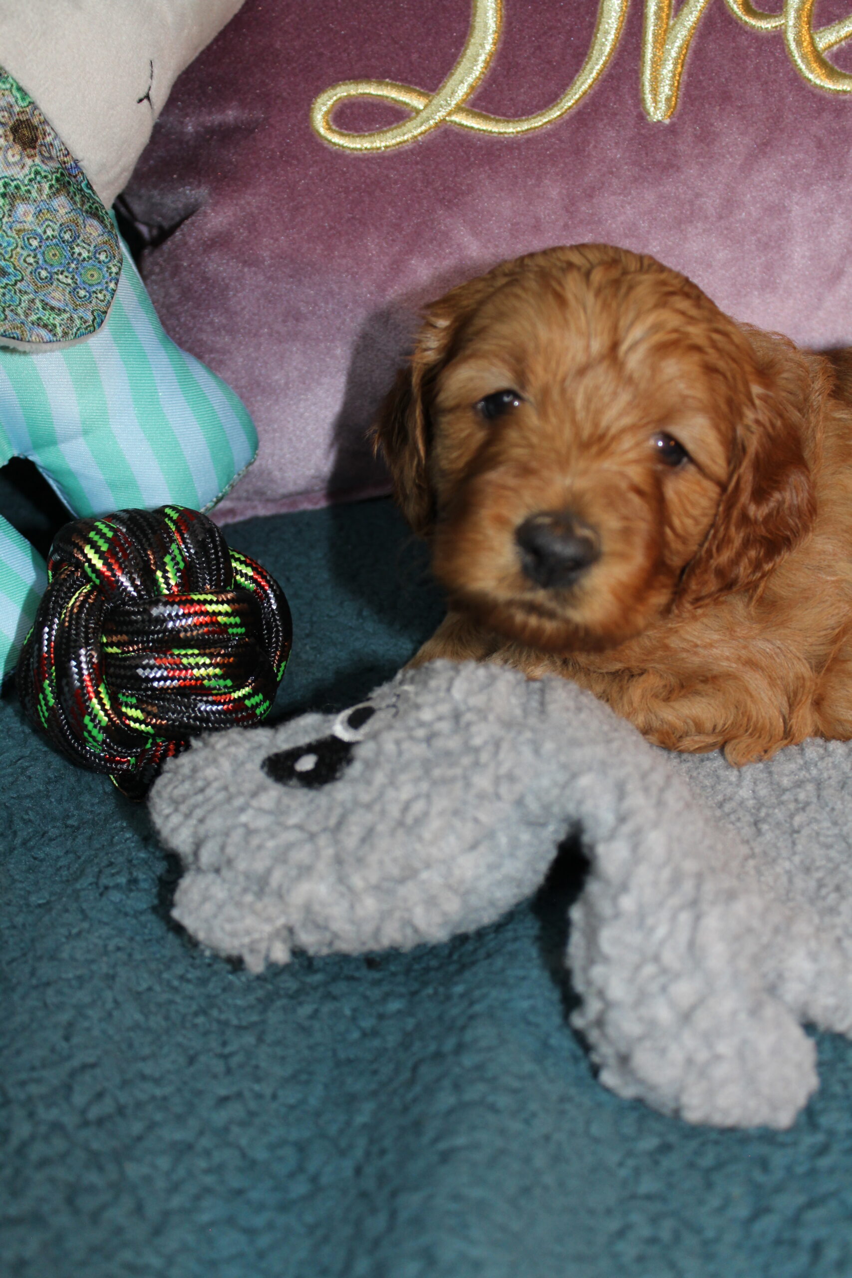 Rare Clumberdoodle Puppies!! 7 to choose from!!πClick on Me!! - Image 12