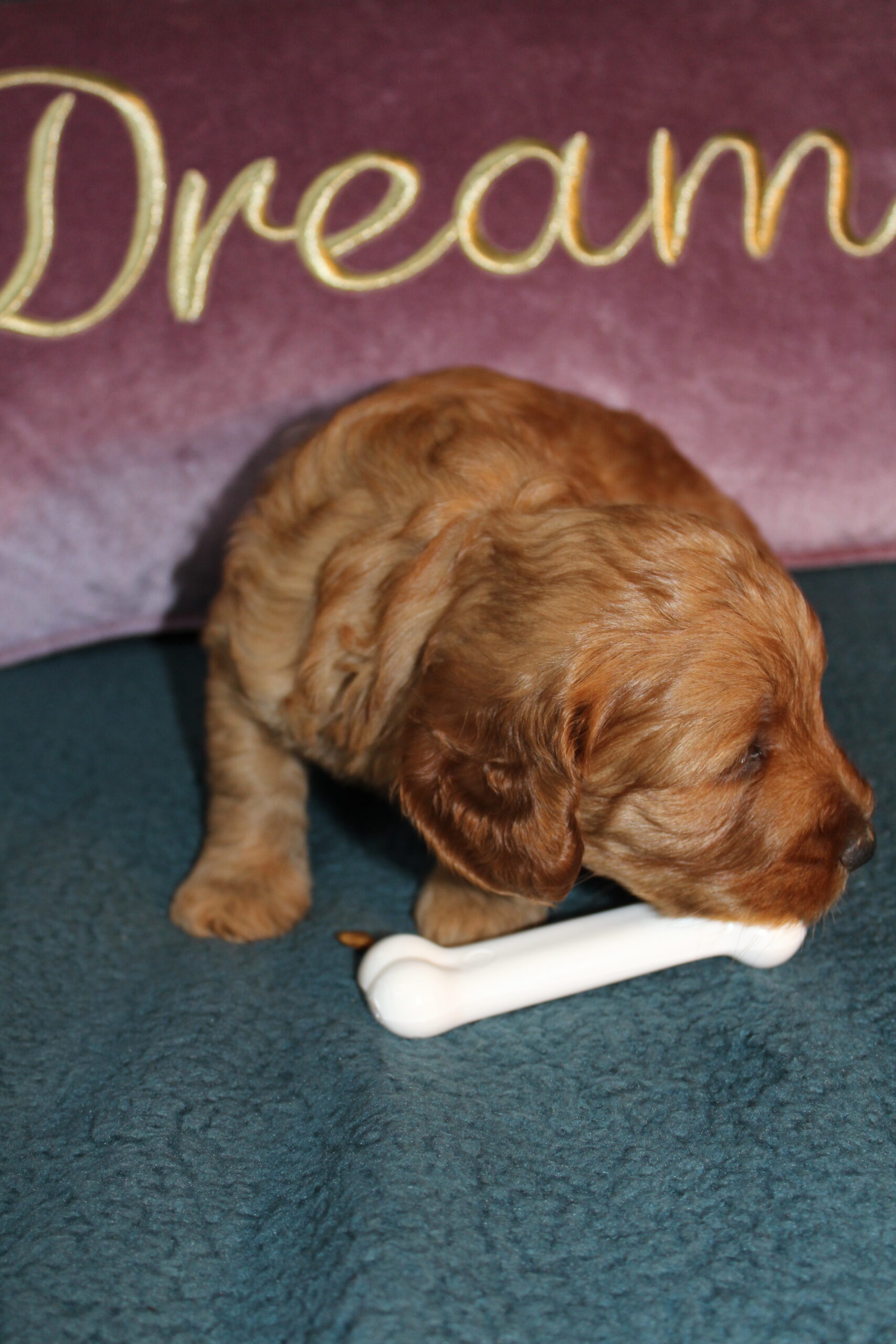 Rare Clumberdoodle Puppies!! 7 to choose from!!πClick on Me!! - Image 13