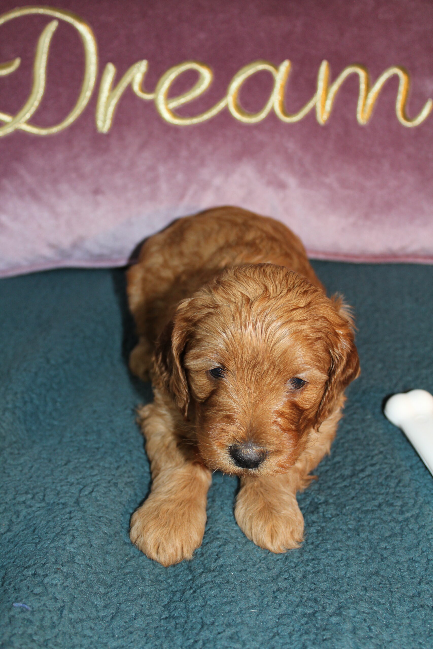 Rare Clumberdoodle Puppies!! 7 to choose from!!πClick on Me!! - Image 14
