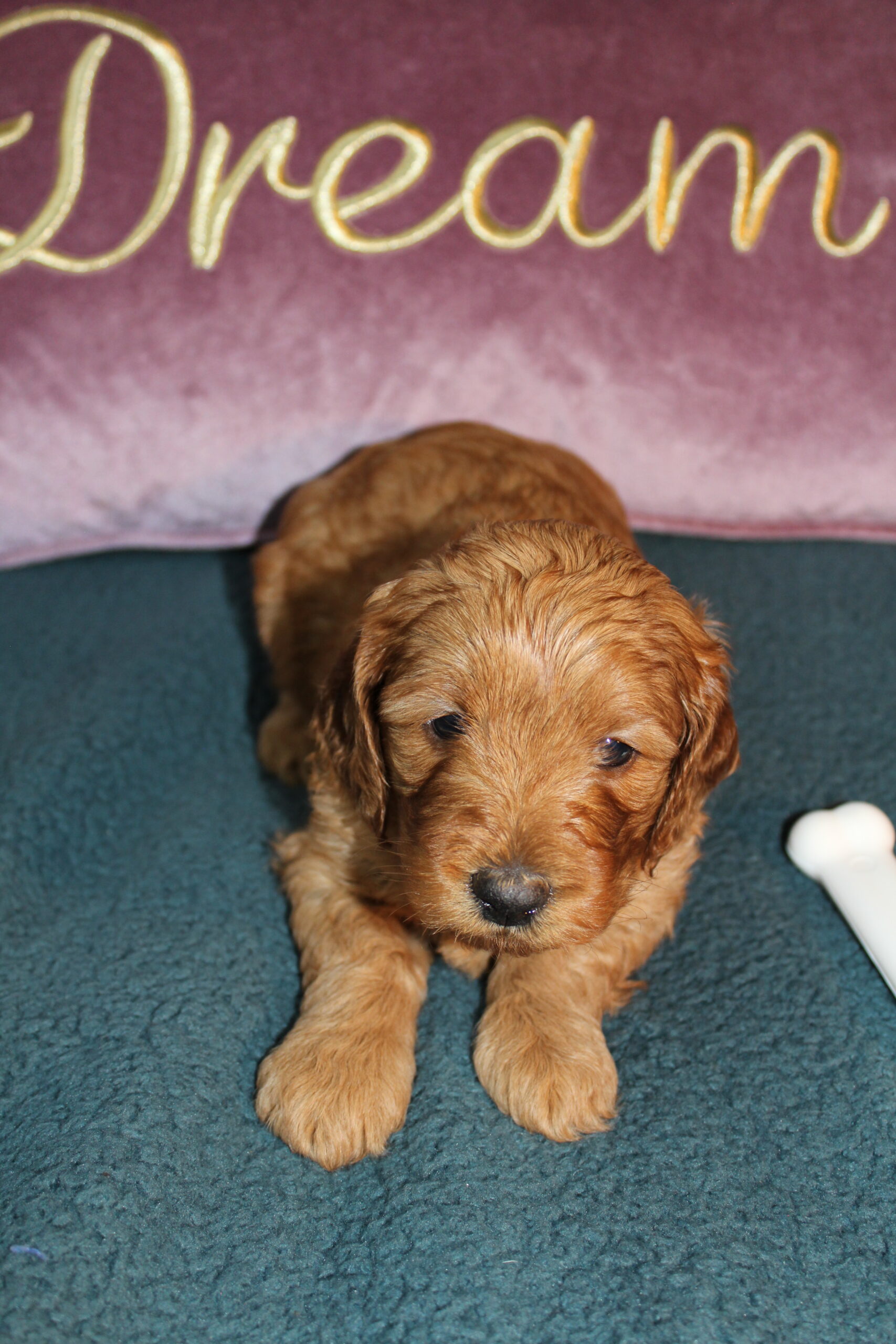 Rare Clumberdoodle Puppies!! 7 to choose from!!πClick on Me!! - Image 15