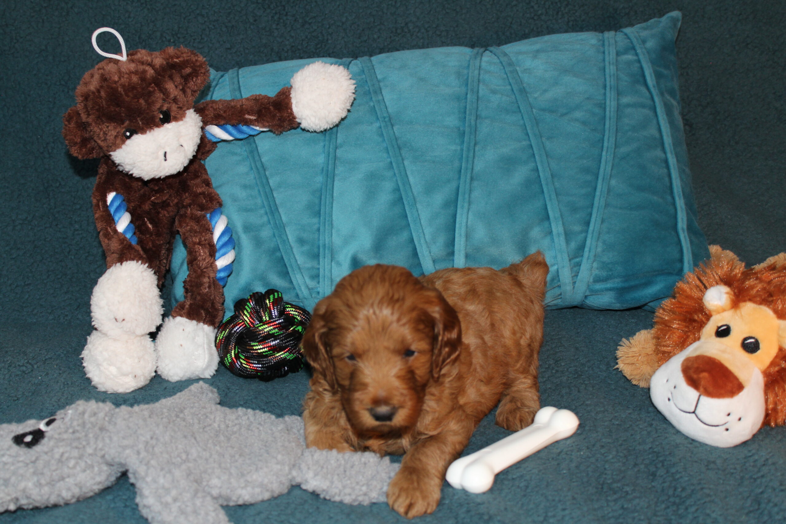 Rare Clumberdoodle Puppies!! 7 to choose from!!πClick on Me!! - Image 42