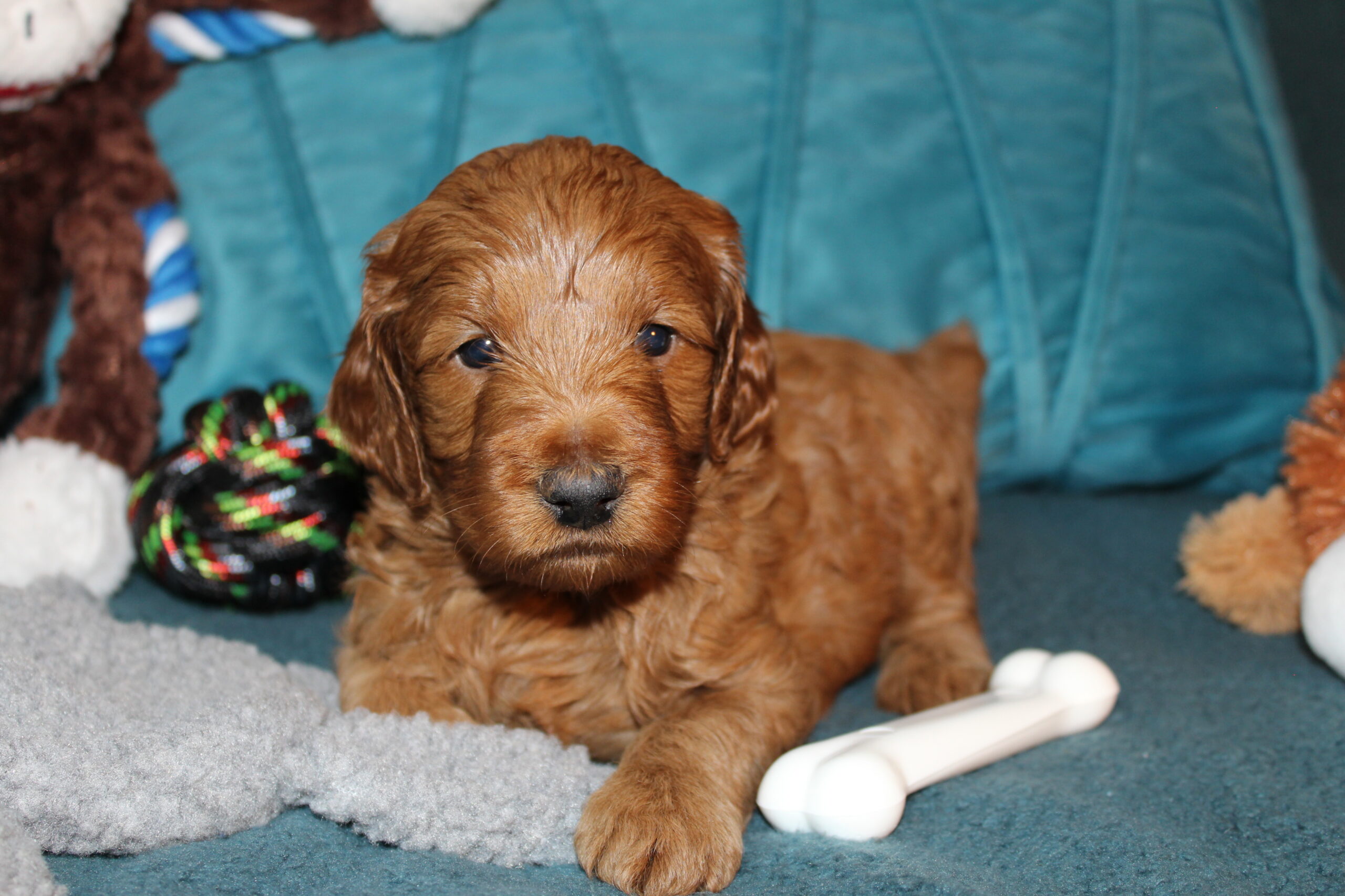 Rare Clumberdoodle Puppies!! 7 to choose from!!πClick on Me!! - Image 43