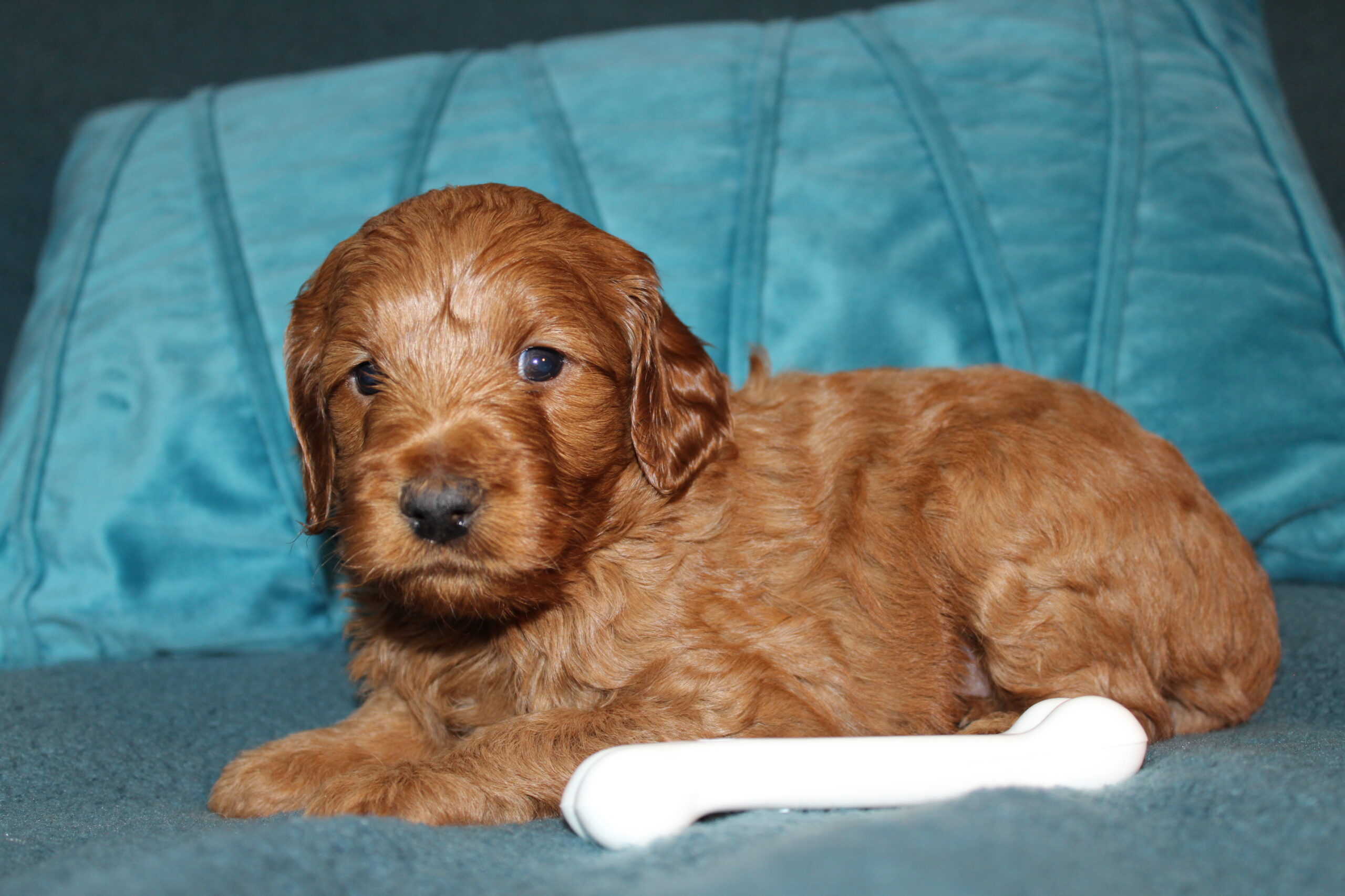Rare Clumberdoodle Puppies!! 7 to choose from!!πClick on Me!! - Image 44
