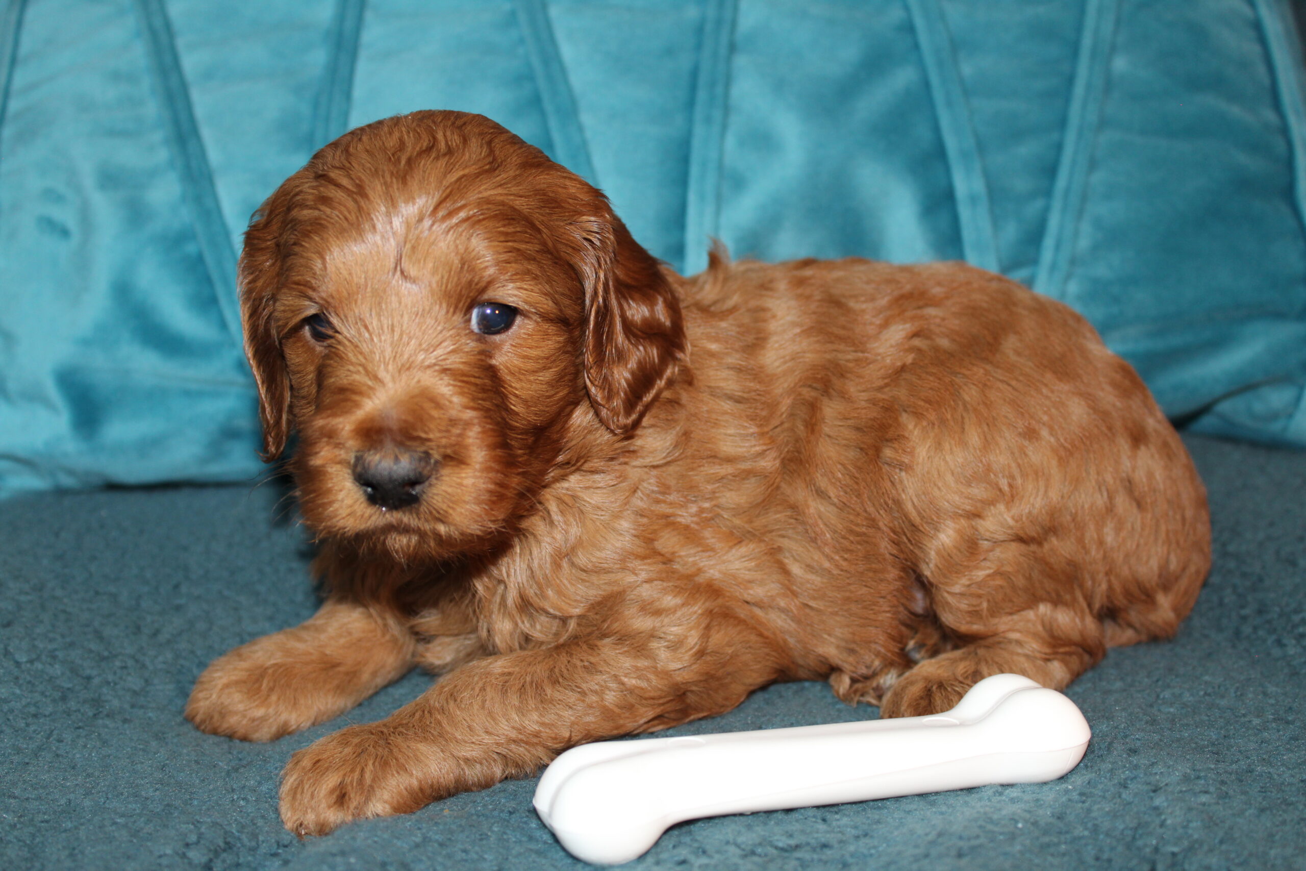 Rare Clumberdoodle Puppies!! 7 to choose from!!πClick on Me!! - Image 45