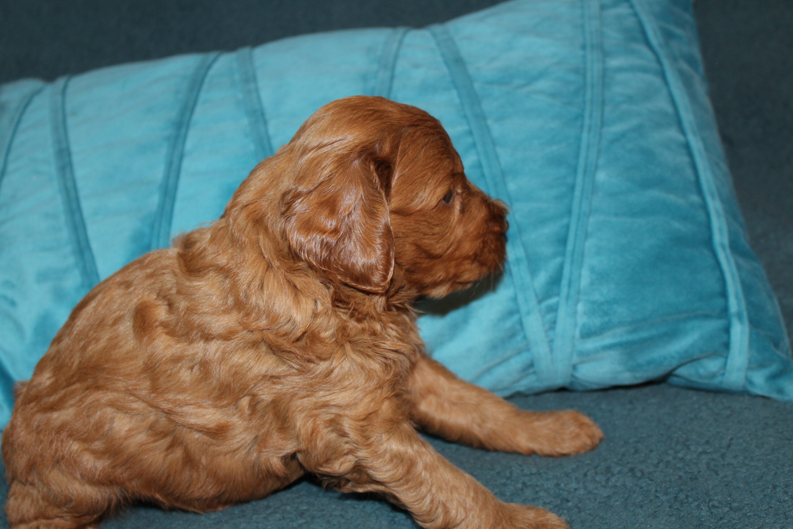 Rare Clumberdoodle Puppies!! 7 to choose from!!πClick on Me!! - Image 46