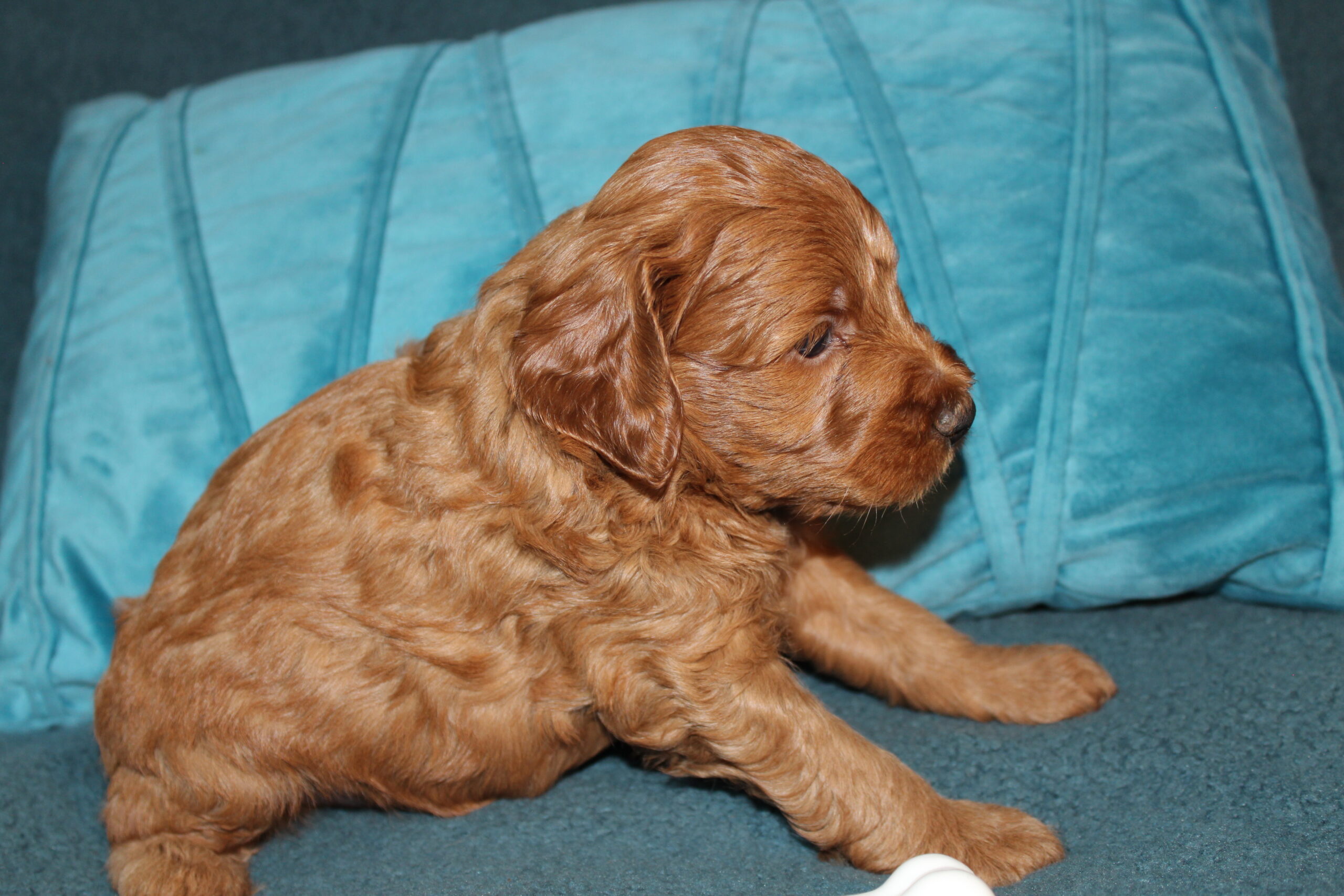 Rare Clumberdoodle Puppies!! 7 to choose from!!πClick on Me!! - Image 47