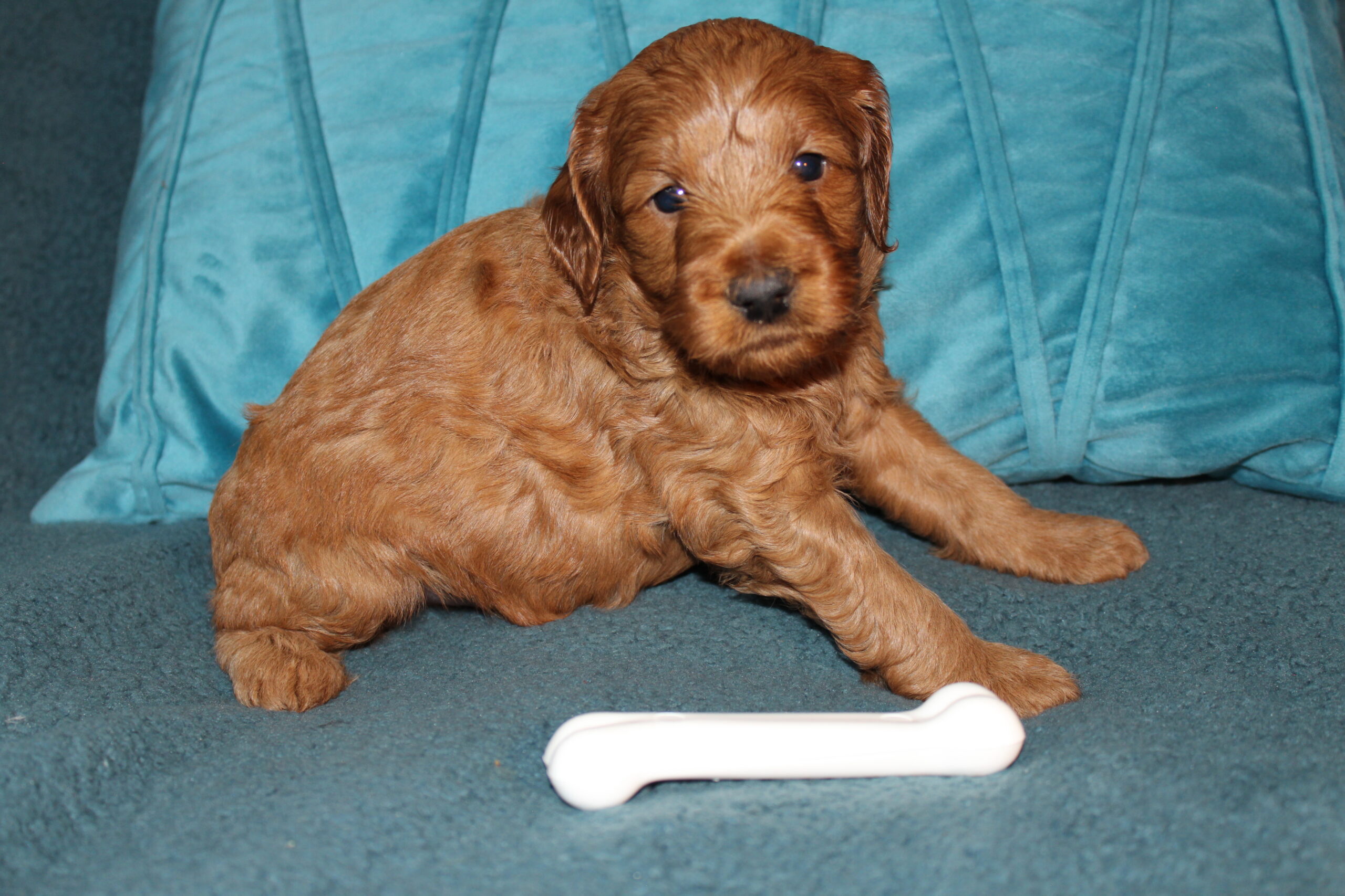 Rare Clumberdoodle Puppies!! 7 to choose from!!πClick on Me!! - Image 48