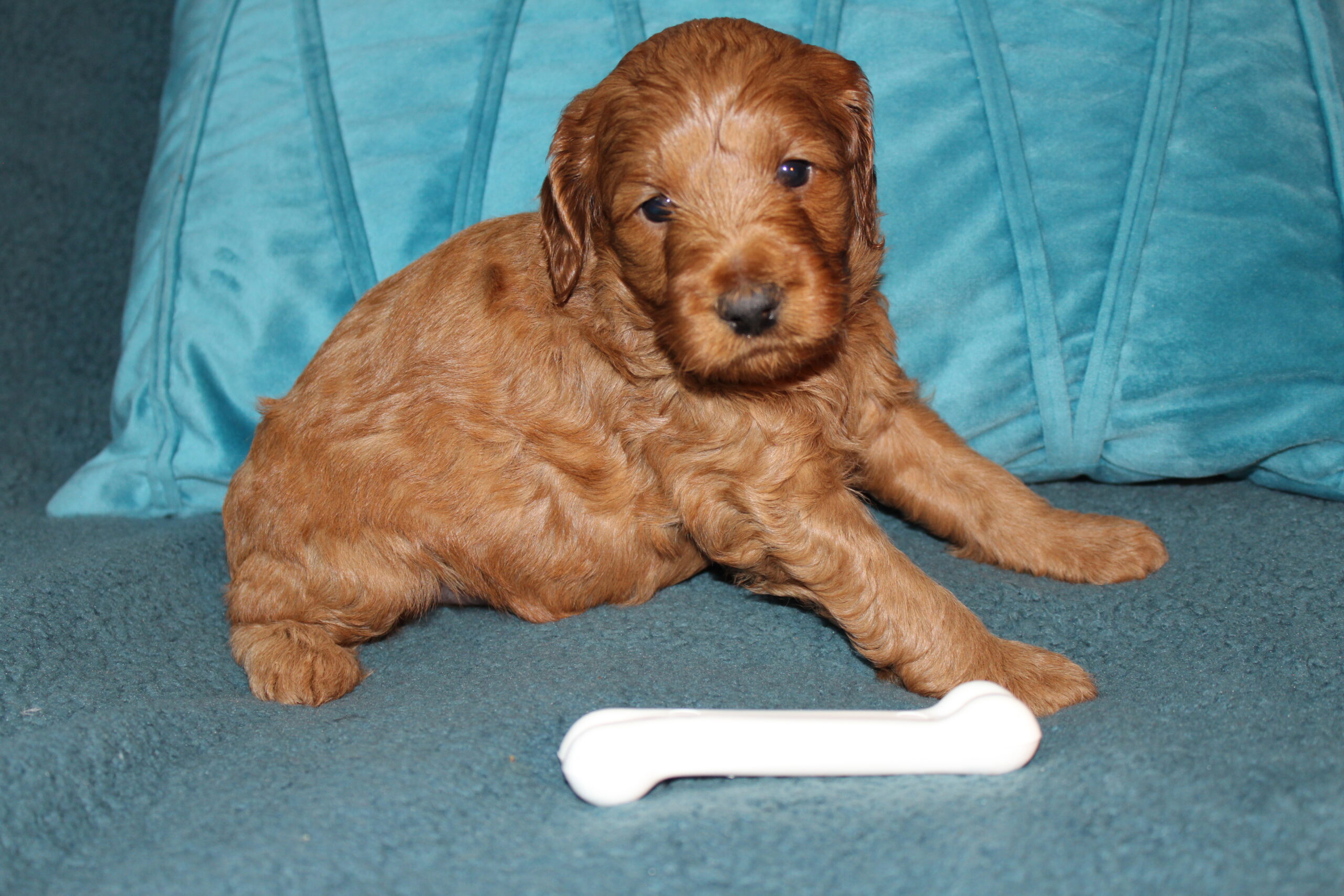 Rare Clumberdoodle Puppies!! 7 to choose from!!πClick on Me!! - Image 49