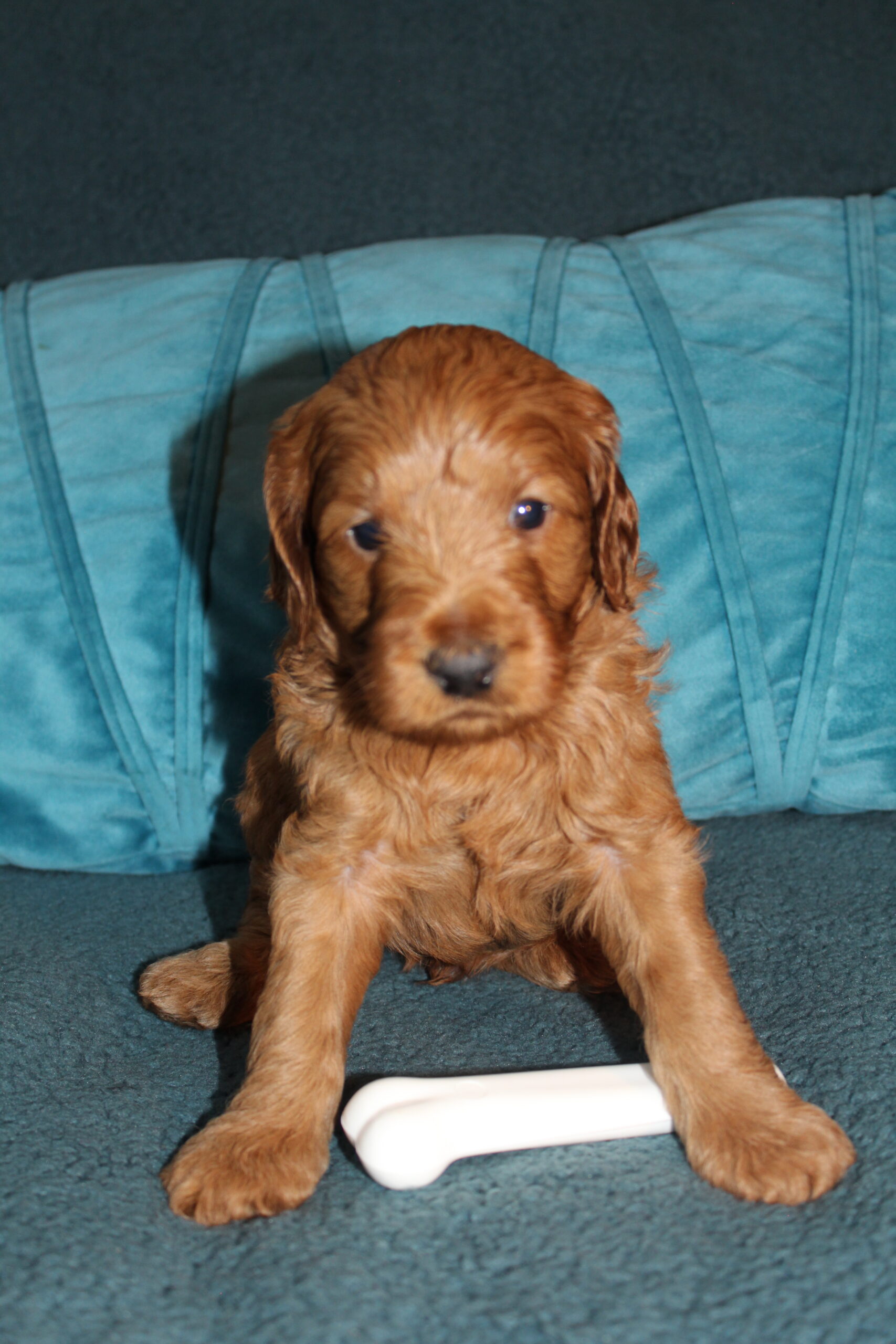 Rare Clumberdoodle Puppies!! 7 to choose from!!πClick on Me!! - Image 50