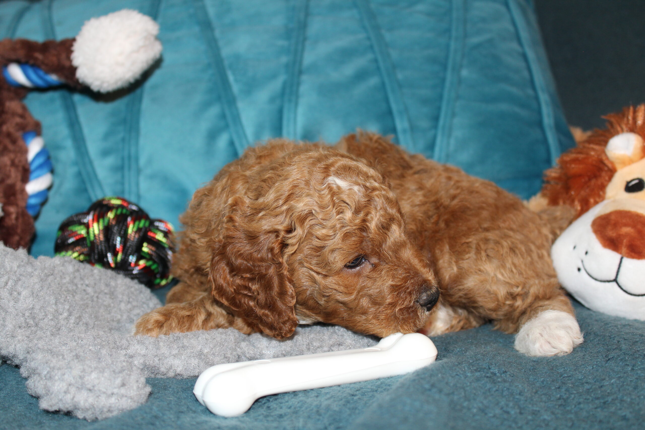 Rare Clumberdoodle Puppies!! 7 to choose from!!πClick on Me!! - Image 57