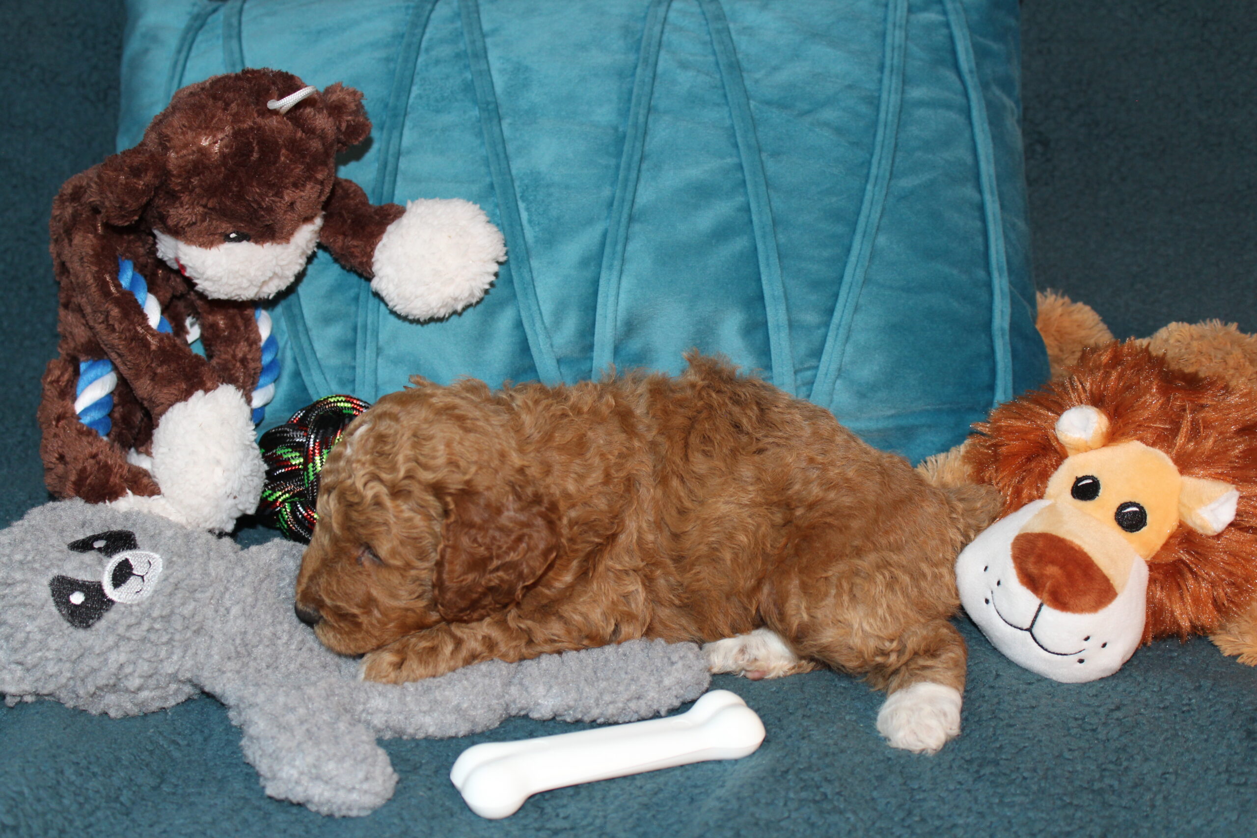 Rare Clumberdoodle Puppies!! 7 to choose from!!πClick on Me!! - Image 62