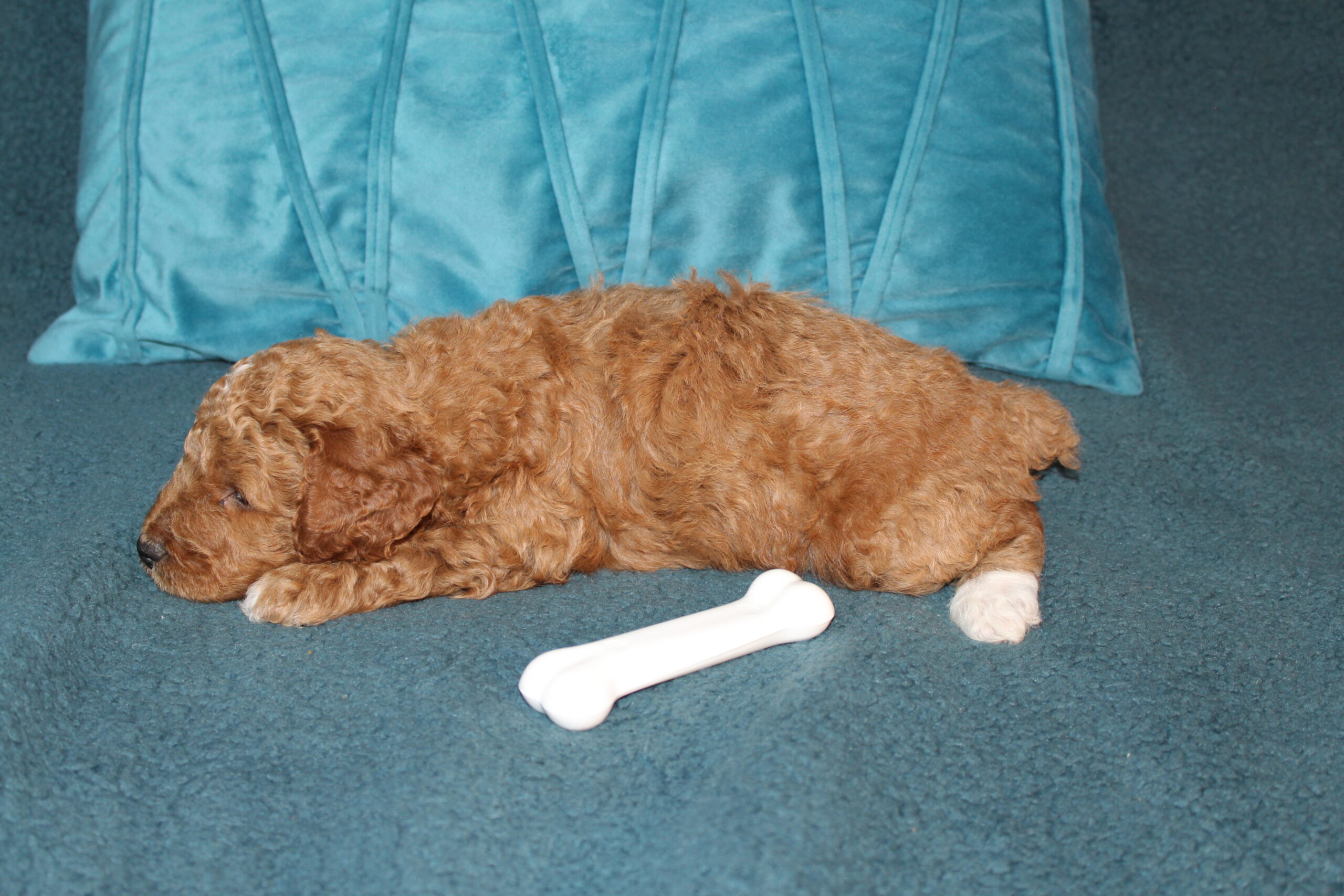 Rare Clumberdoodle Puppies!! 7 to choose from!!πClick on Me!! - Image 61