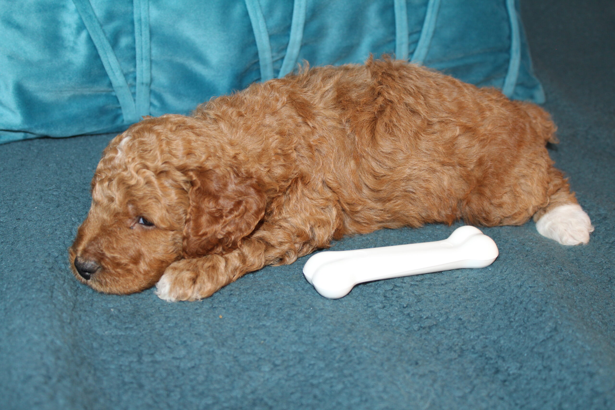 Rare Clumberdoodle Puppies!! 7 to choose from!!πClick on Me!! - Image 60