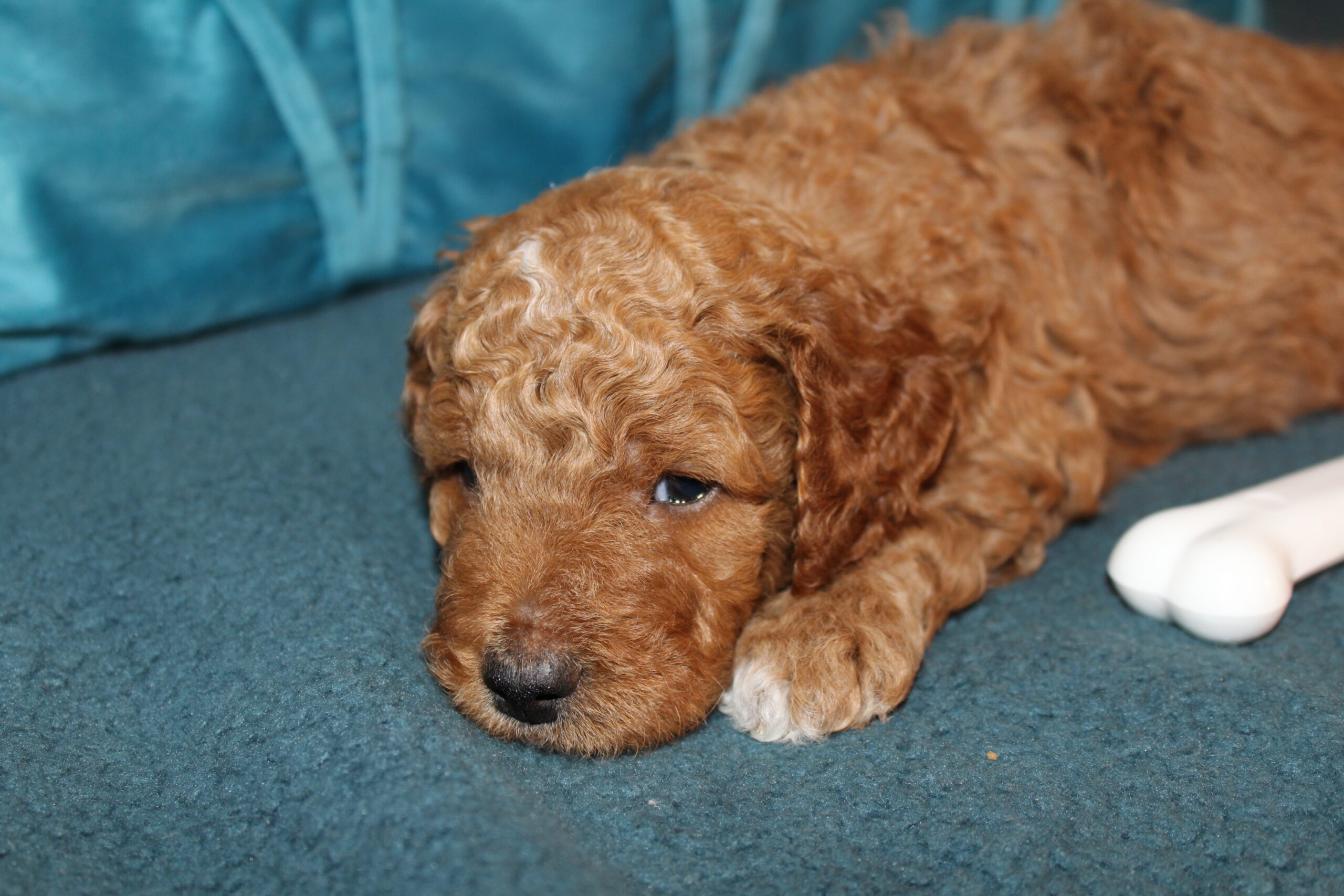 Rare Clumberdoodle Puppies!! 7 to choose from!!πClick on Me!! - Image 59