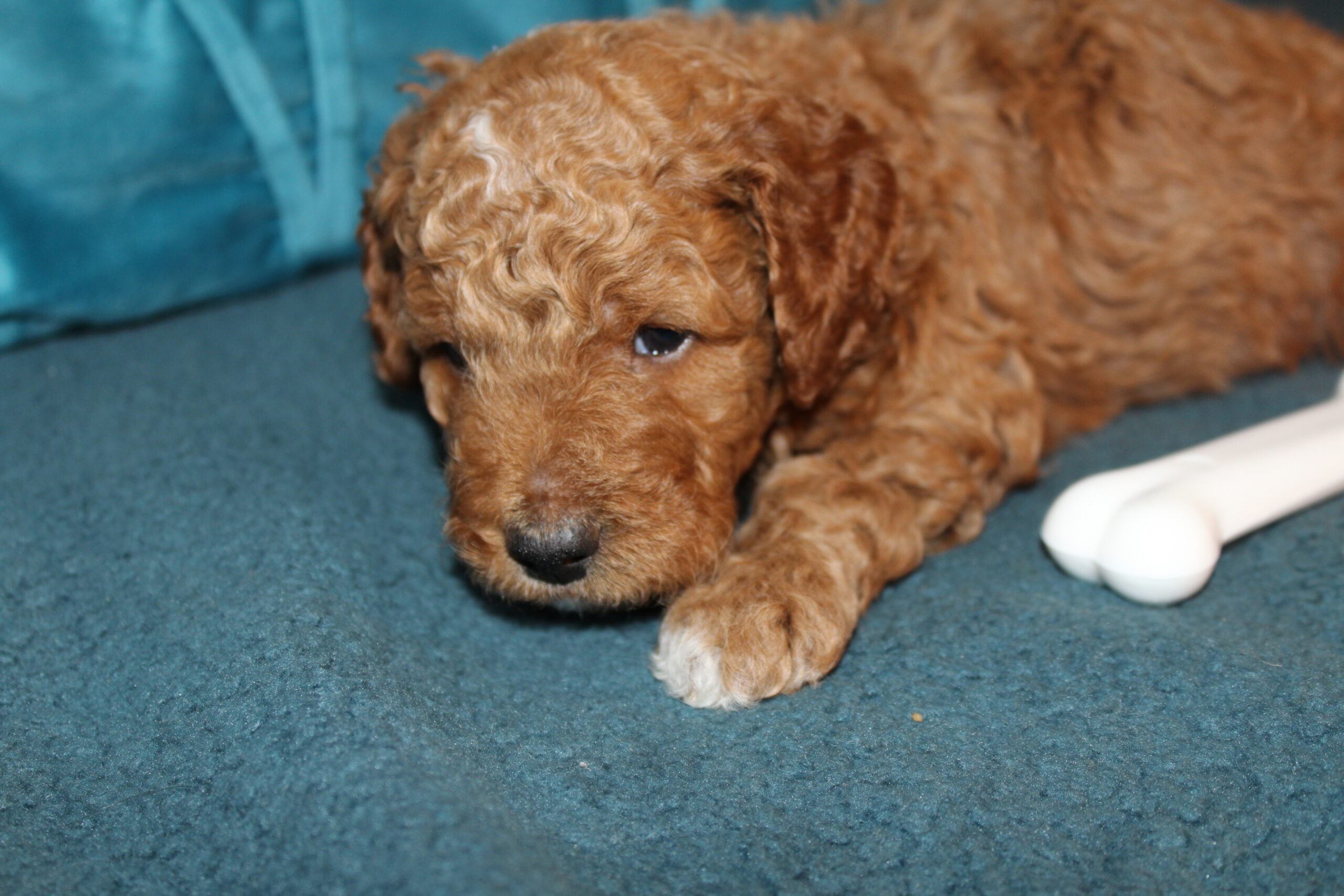 Rare Clumberdoodle Puppies!! 7 to choose from!!πClick on Me!! - Image 54