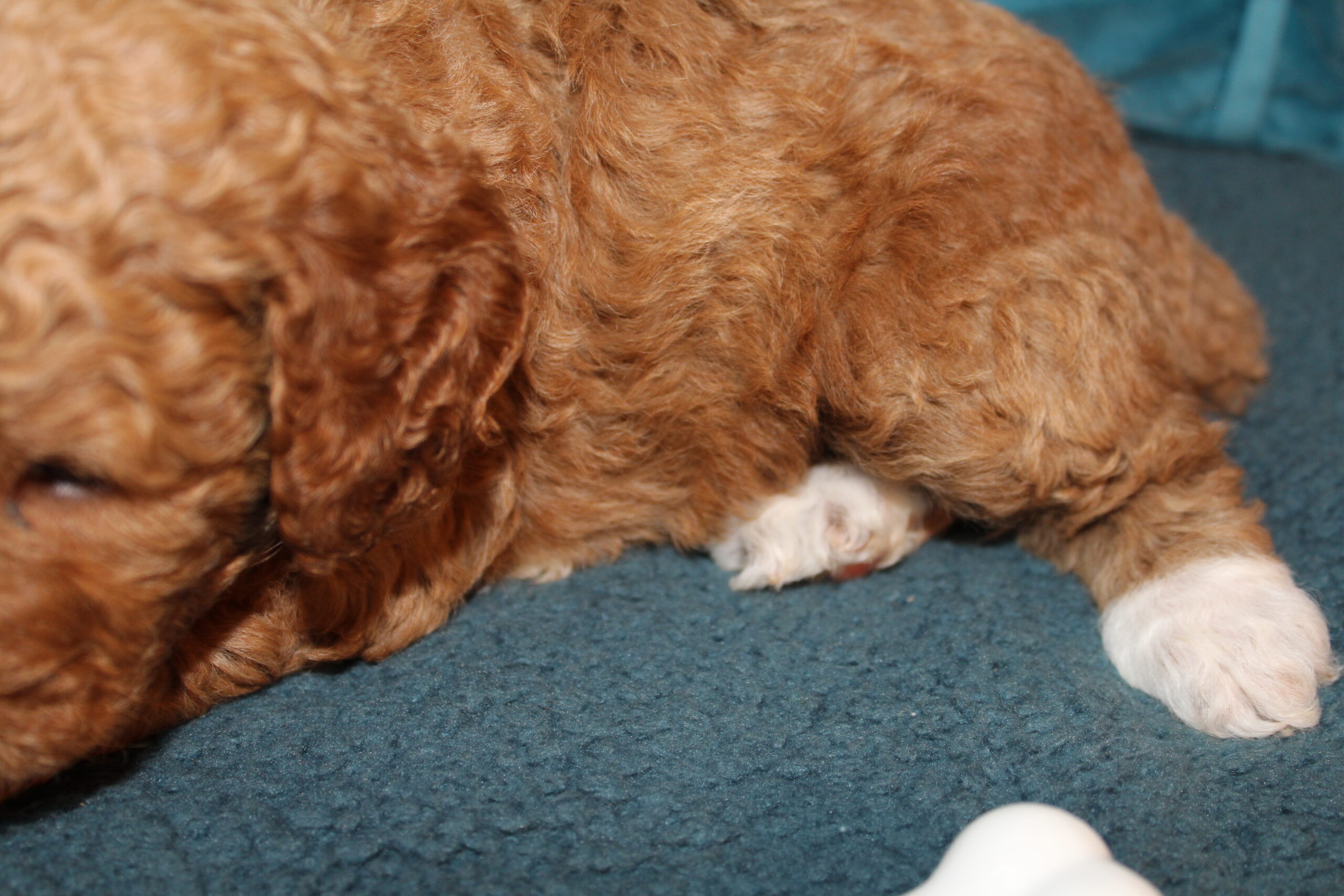 Rare Clumberdoodle Puppies!! 7 to choose from!!πClick on Me!! - Image 58