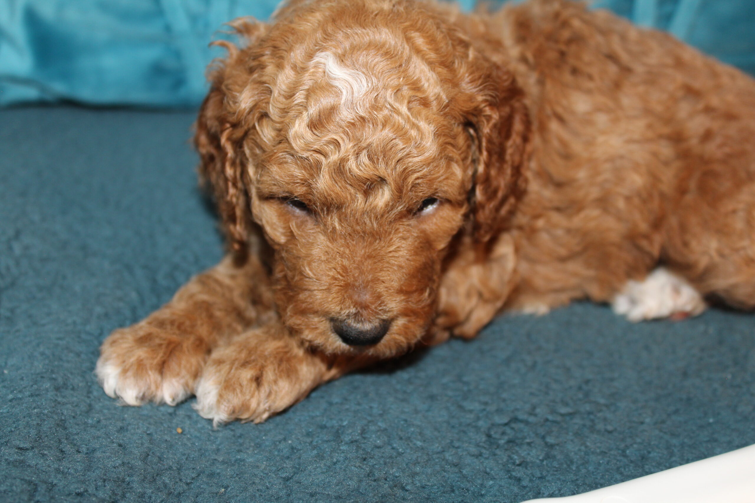 Rare Clumberdoodle Puppies!! 7 to choose from!!πClick on Me!! - Image 55