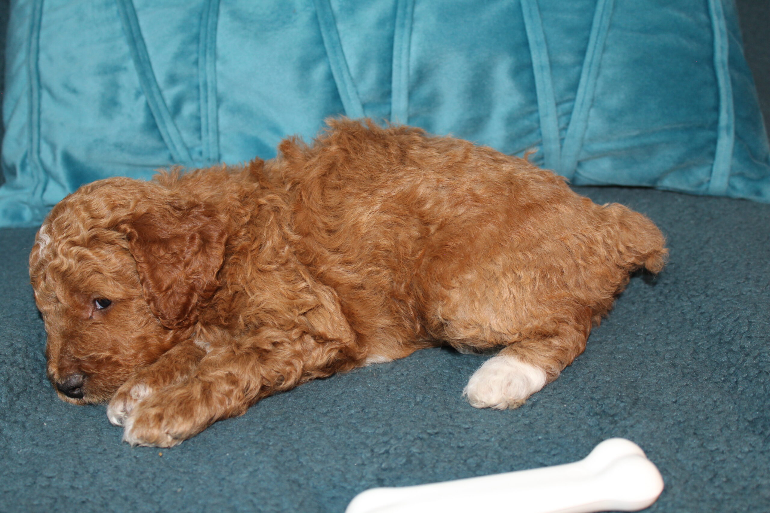 Rare Clumberdoodle Puppies!! 7 to choose from!!πClick on Me!! - Image 56
