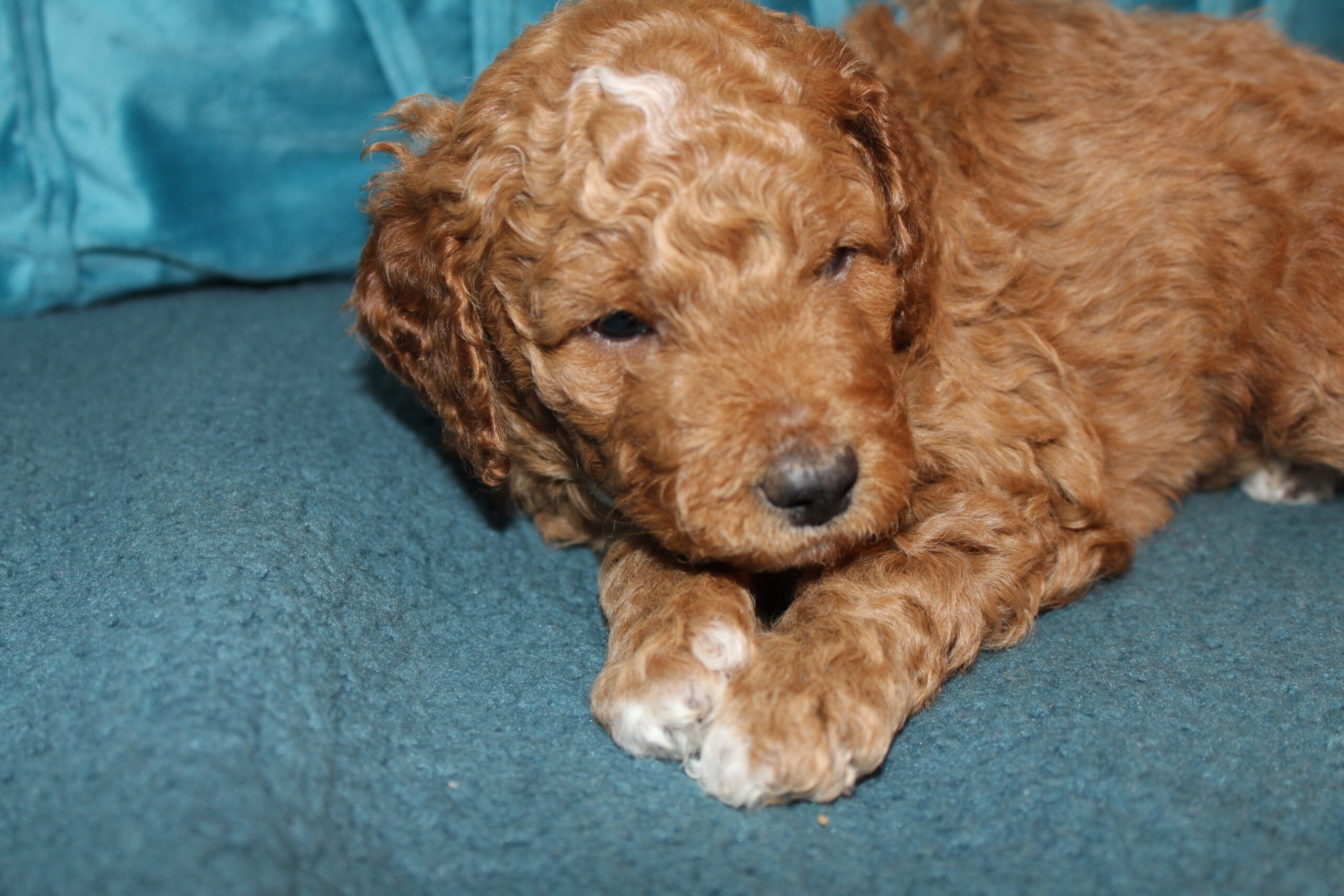 Rare Clumberdoodle Puppies!! 7 to choose from!!πClick on Me!! - Image 51