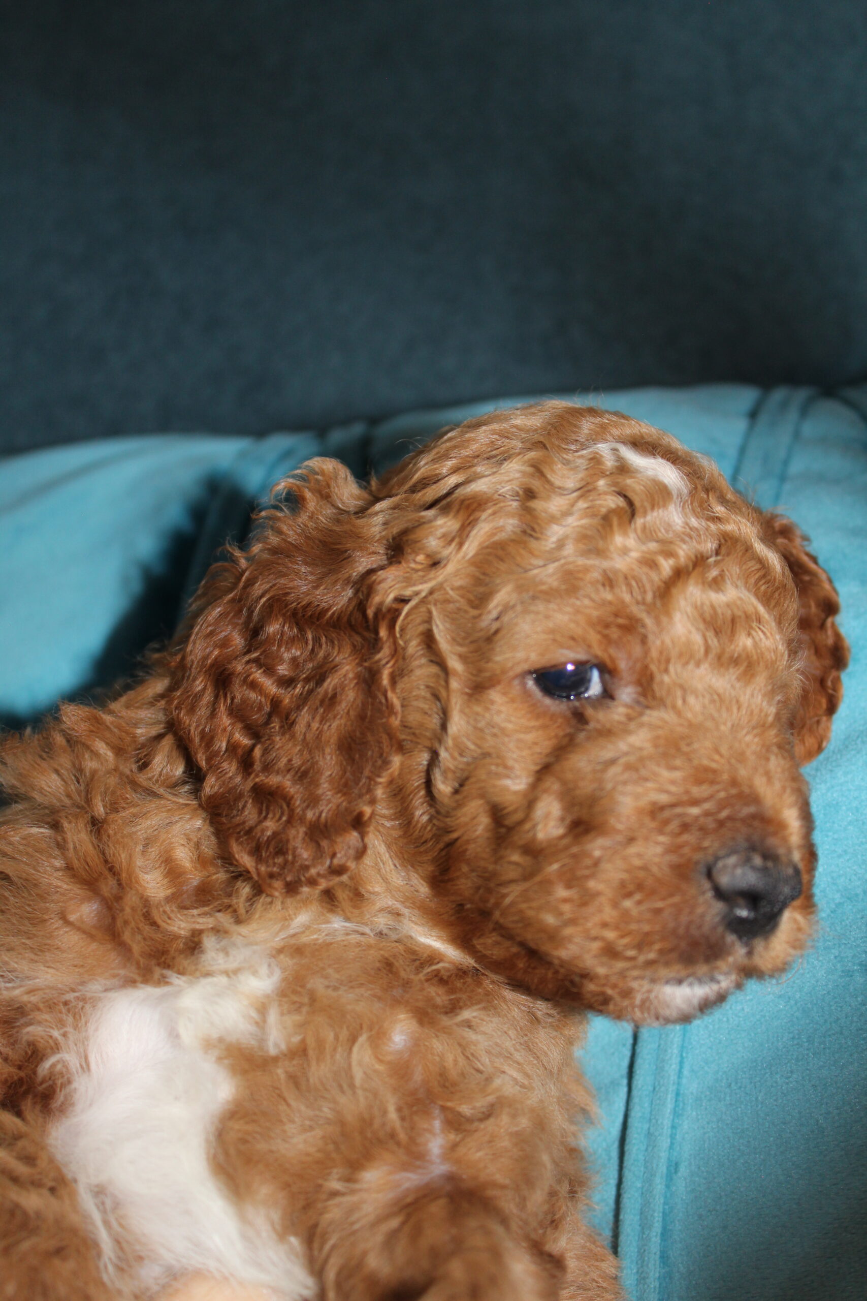 Rare Clumberdoodle Puppies!! 7 to choose from!!πClick on Me!! - Image 52