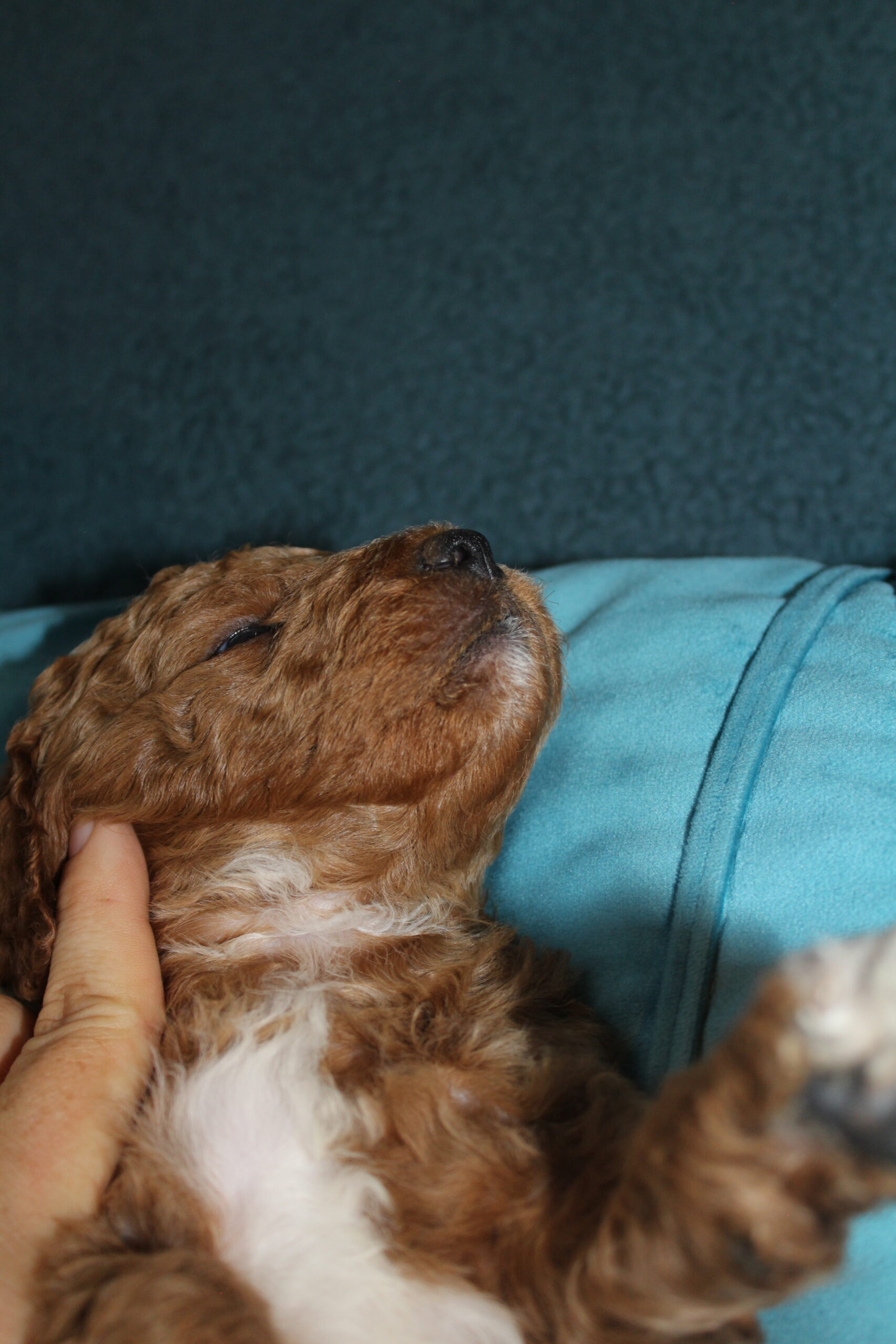 Rare Clumberdoodle Puppies!! 7 to choose from!!πClick on Me!! - Image 53