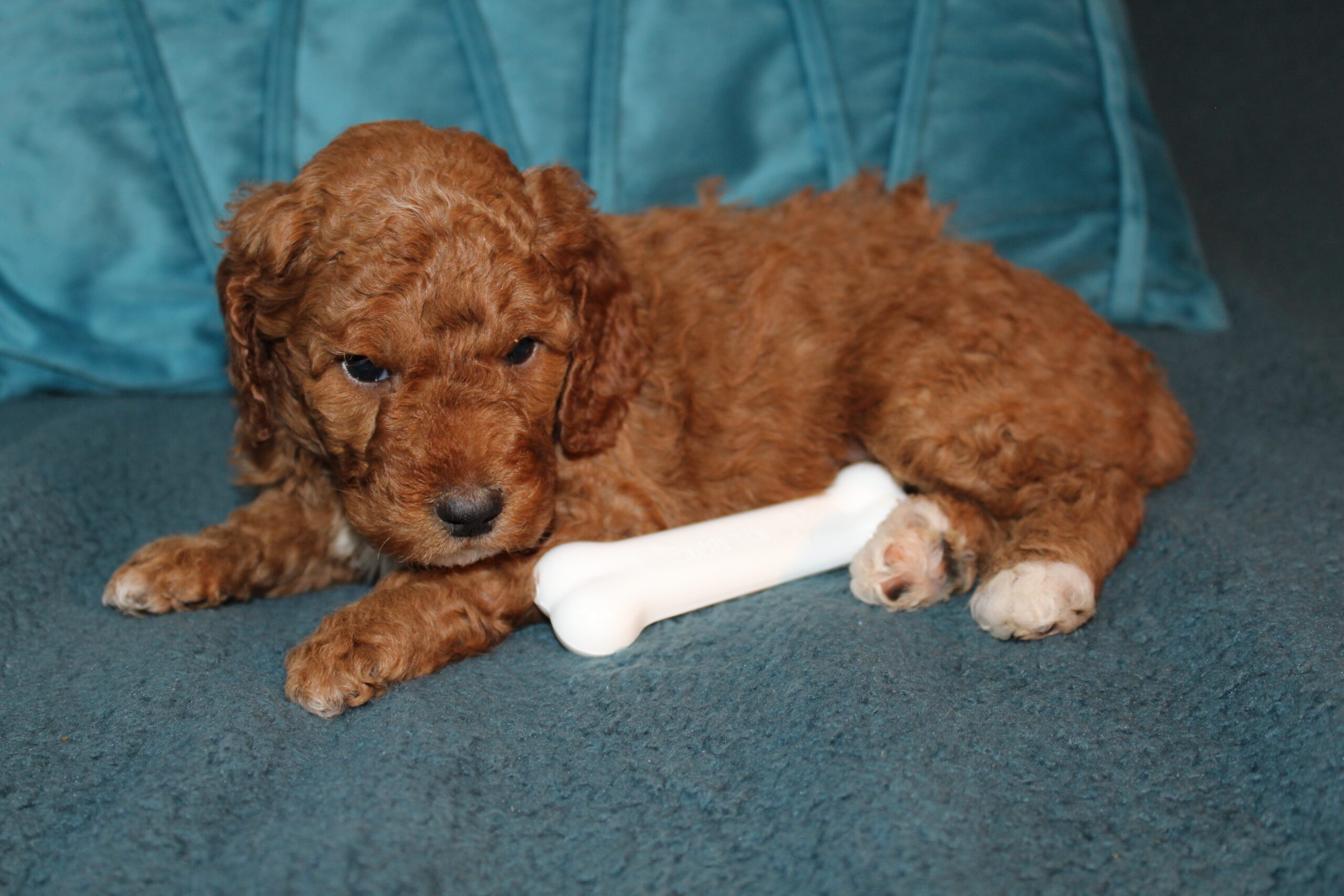 Snicker (Now Whiskey) Congrats Dustin - Image 10