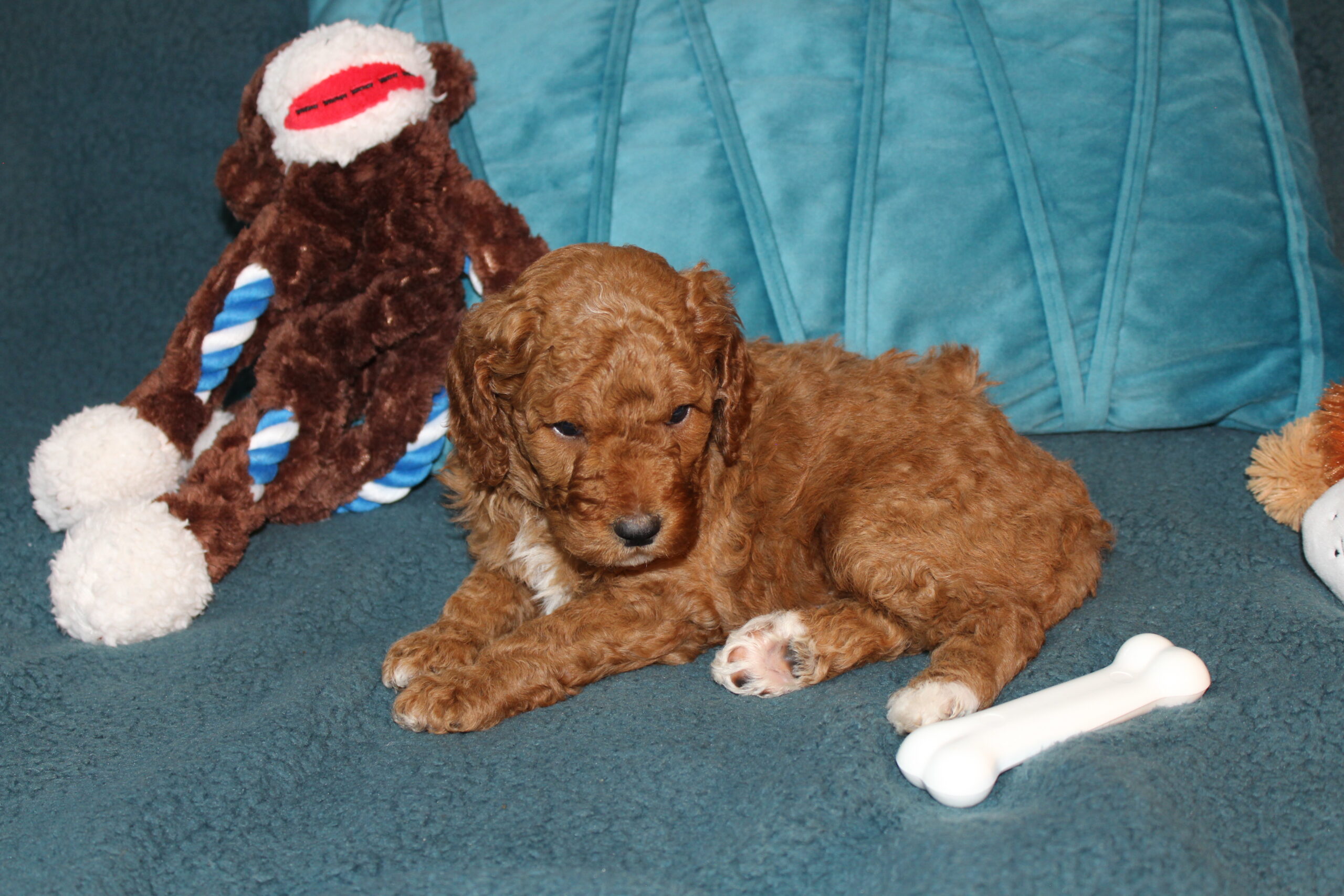 Snicker (Now Whiskey) Congrats Dustin - Image 6