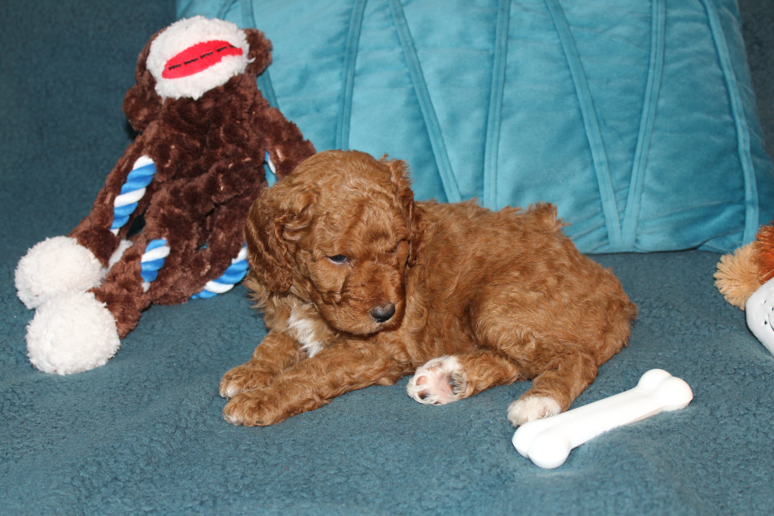 Snicker (Now Whiskey) Congrats Dustin - Image 5