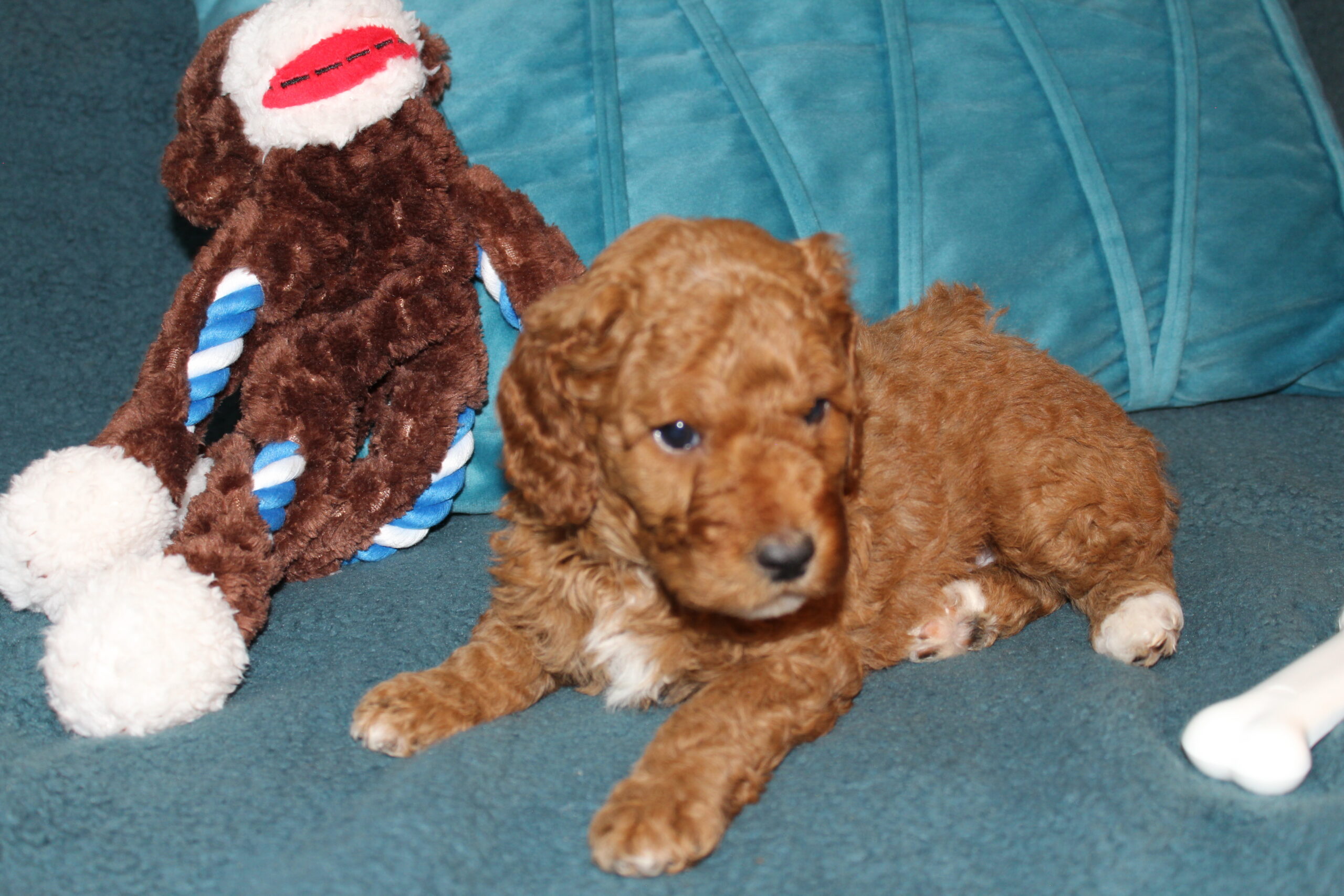 Snicker (Now Whiskey) Congrats Dustin - Image 4