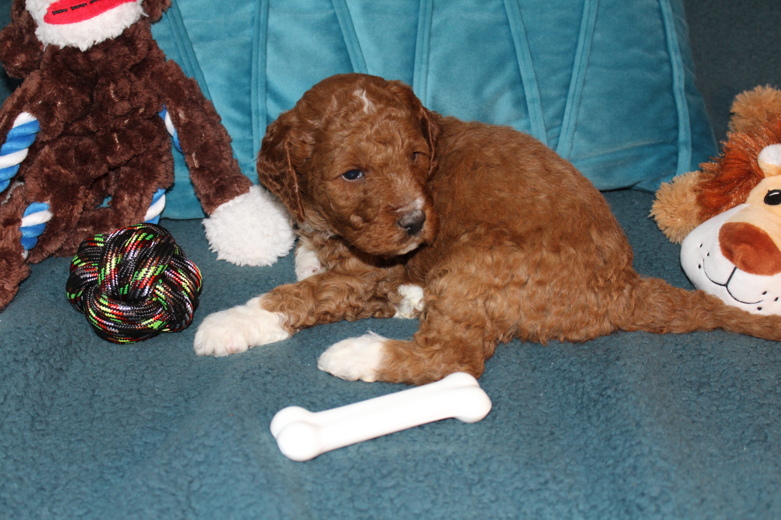 Cosmo Clumberdoodle Congrats Thomas family - Image 3