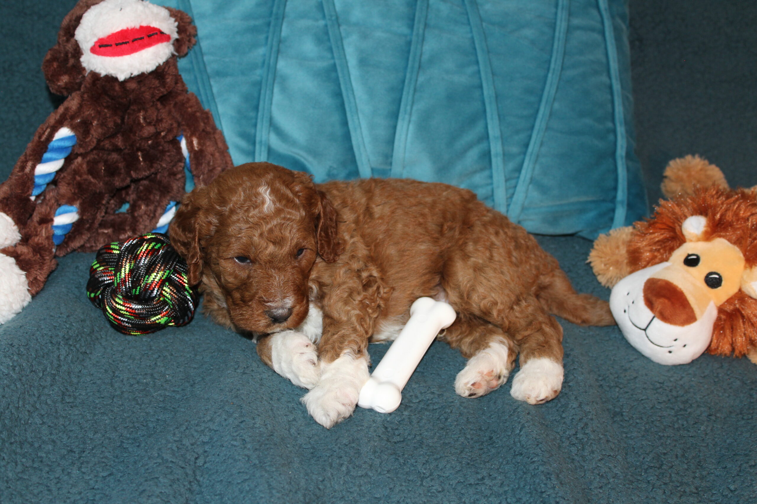 Cosmo Clumberdoodle Congrats Thomas family - Image 4