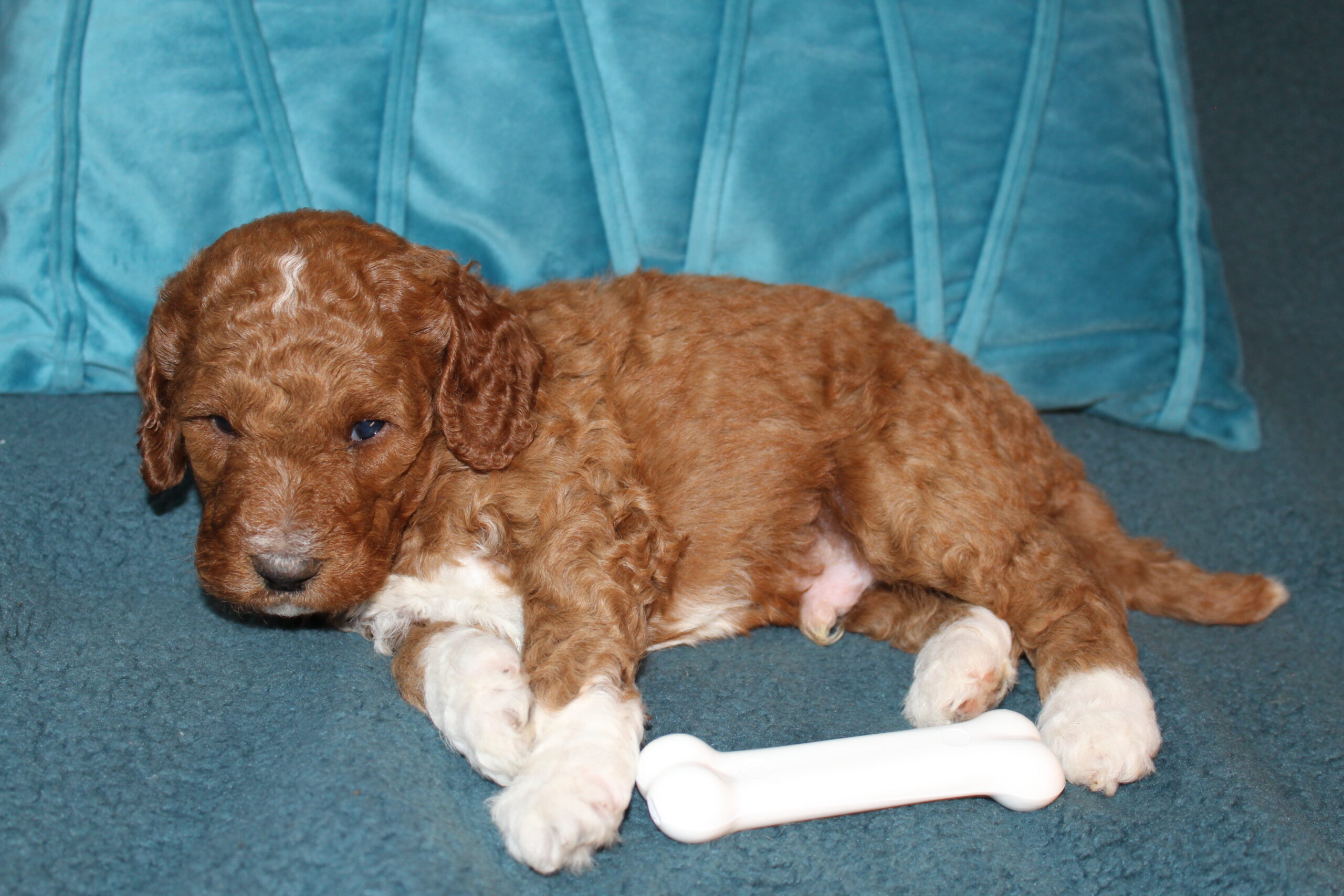 Cosmo Clumberdoodle Congrats Thomas family - Image 5
