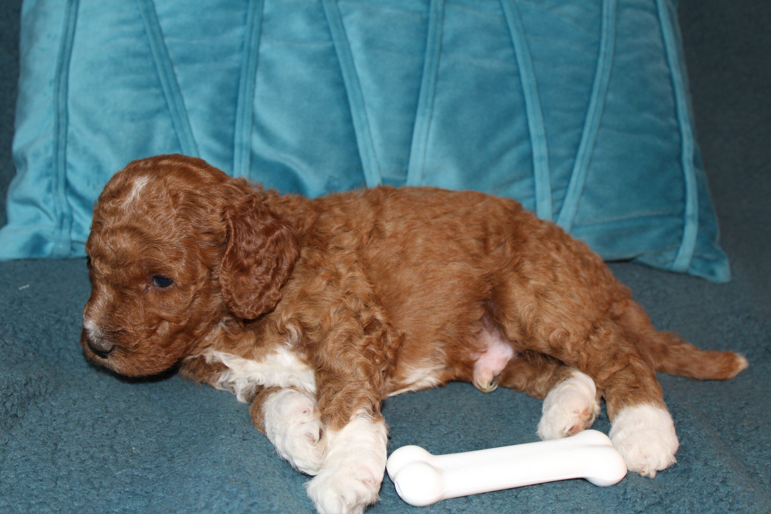 Cosmo Clumberdoodle Congrats Thomas family - Image 6