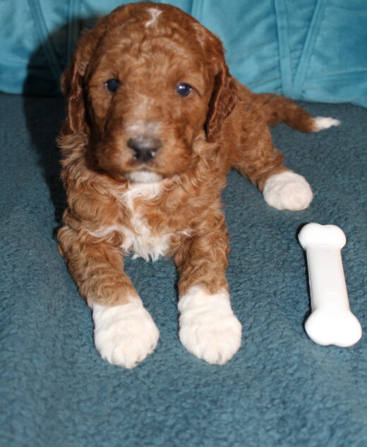 Cosmo Clumberdoodle Congrats Thomas family