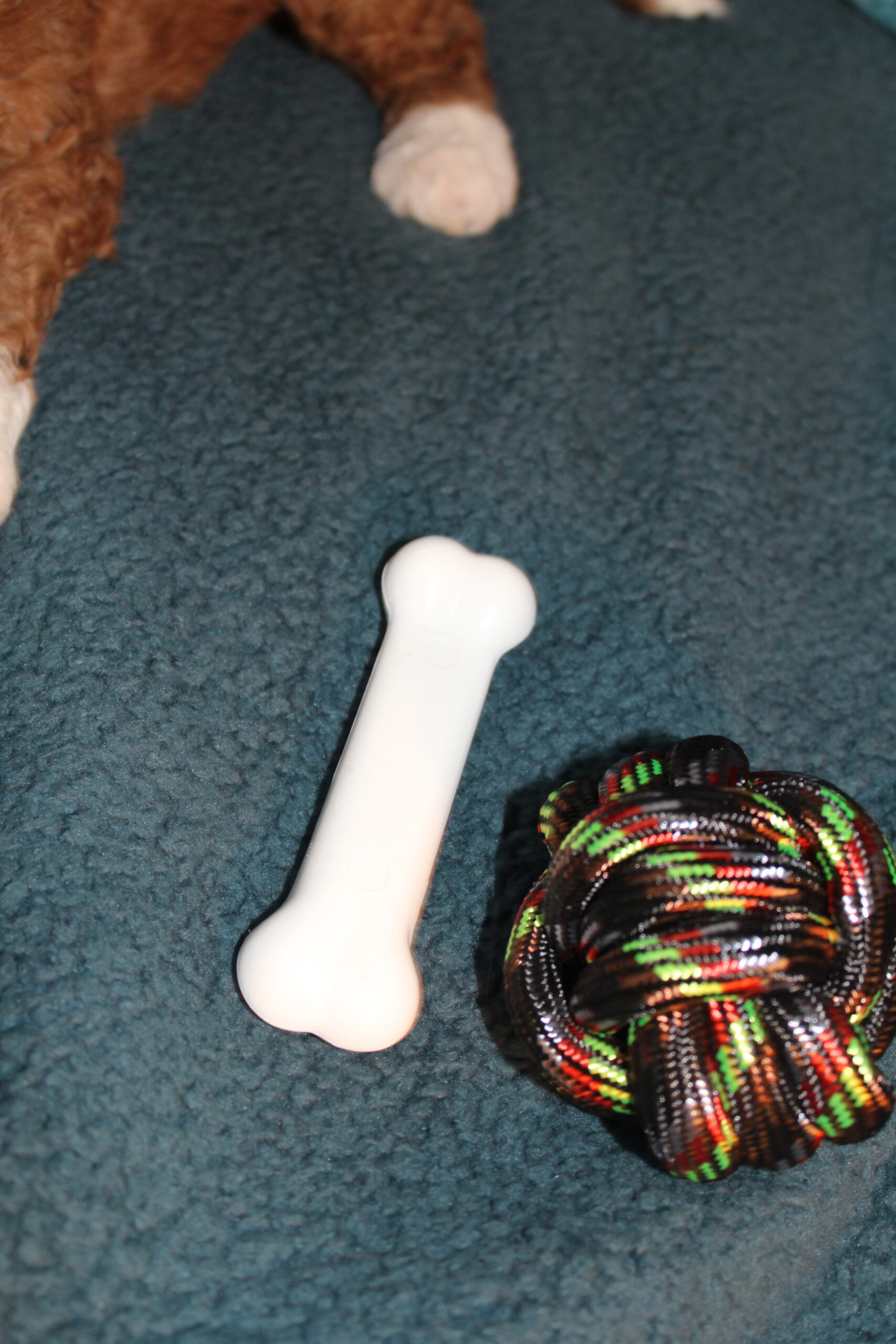 Rare Clumberdoodle Puppies!! 4 sold 5 to choose from!!😉Click on Me!! - Image 41