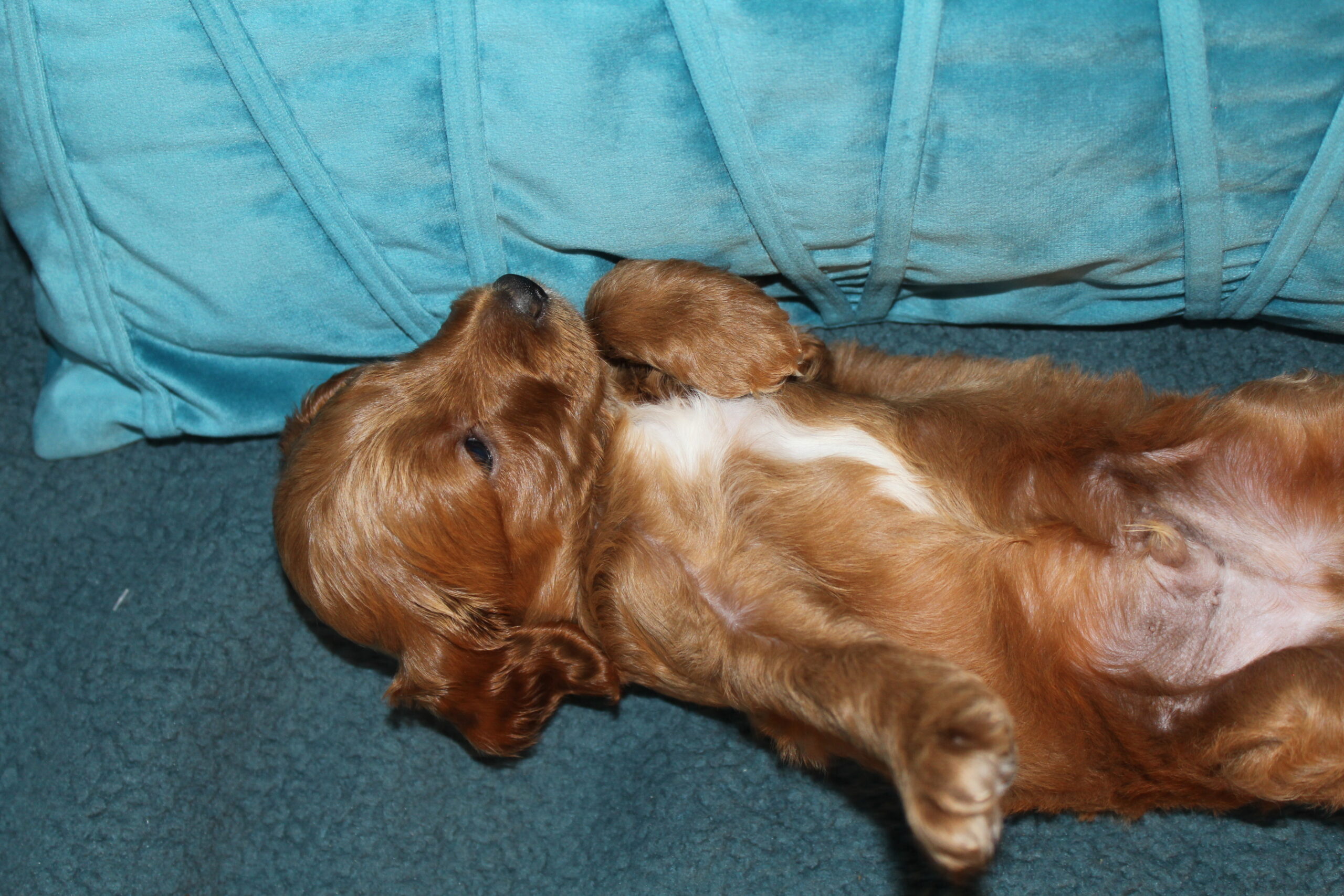 Rare Clumberdoodle Puppies!! 7 to choose from!!πClick on Me!! - Image 78