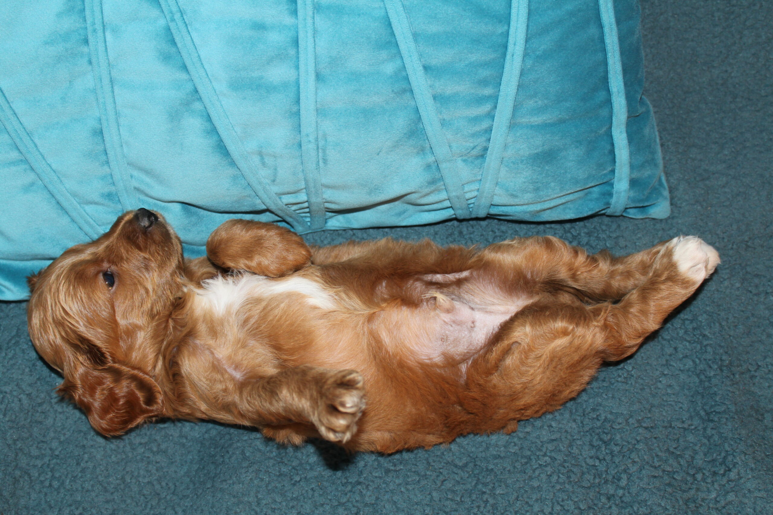 Rare Clumberdoodle Puppies!! 7 to choose from!!πClick on Me!! - Image 77