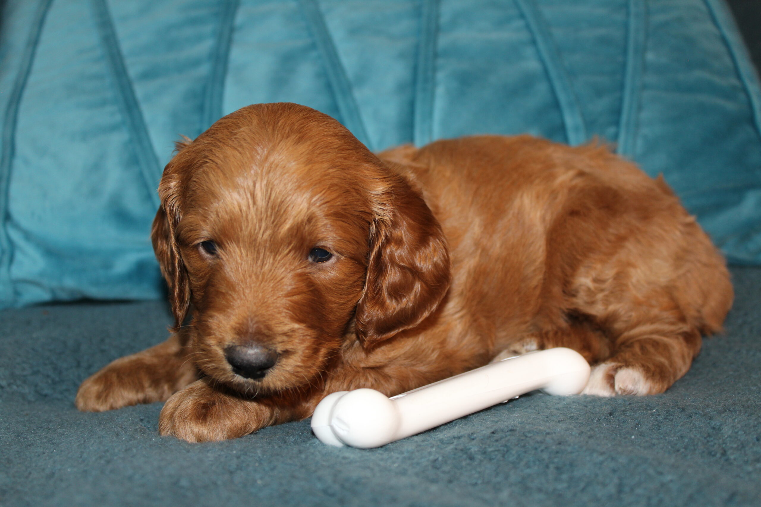 Rare Clumberdoodle Puppies!! 7 to choose from!!πClick on Me!! - Image 76