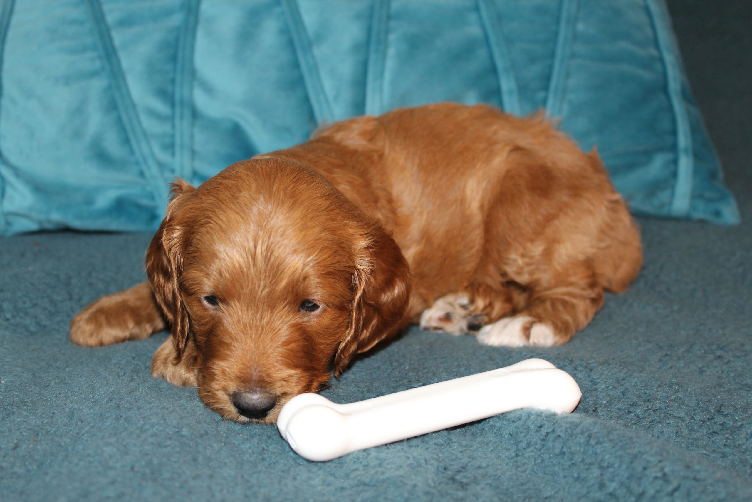 Rare Clumberdoodle Puppies!! 7 to choose from!!πClick on Me!! - Image 75