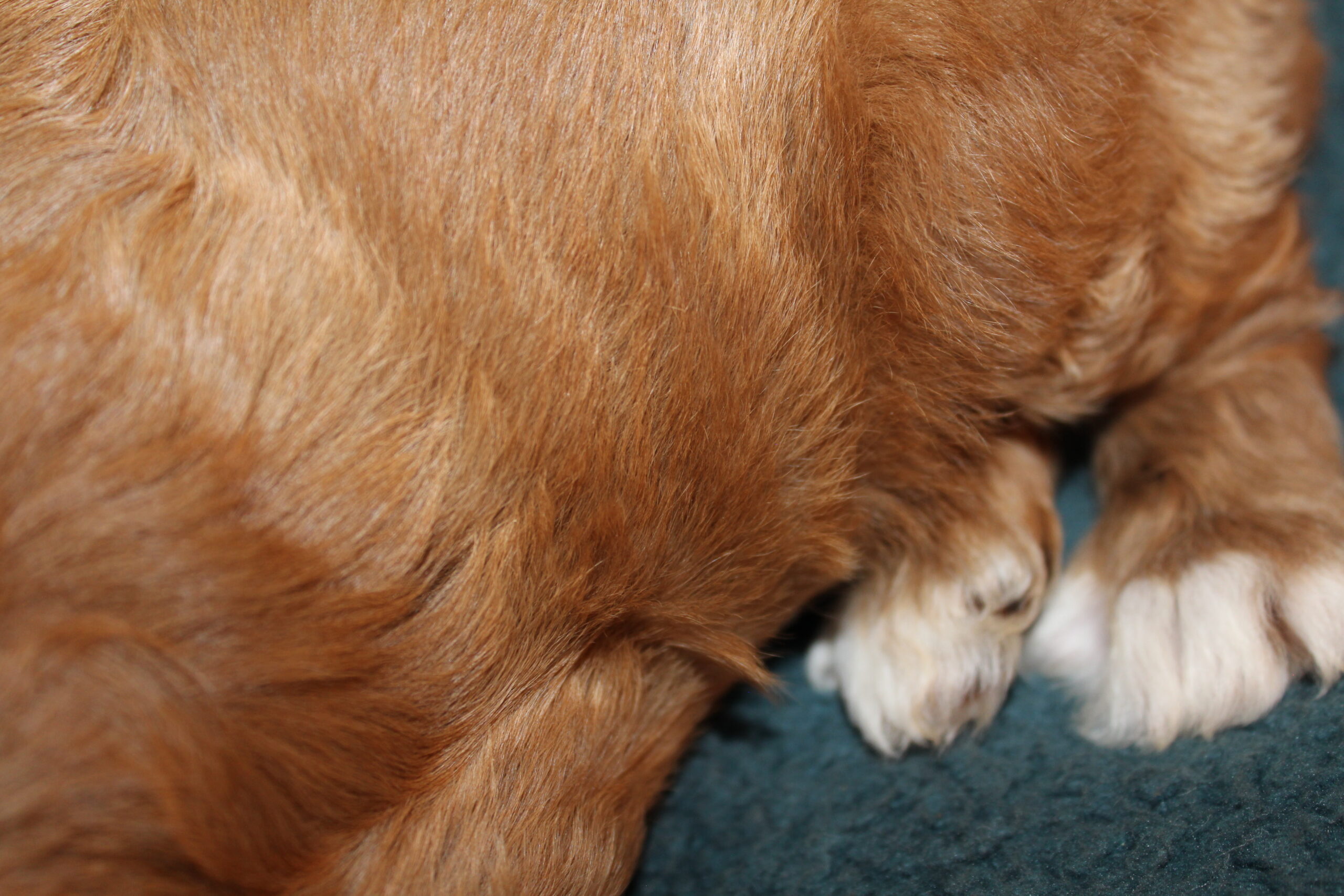 Rare Clumberdoodle Puppies!! 7 to choose from!!πClick on Me!! - Image 74