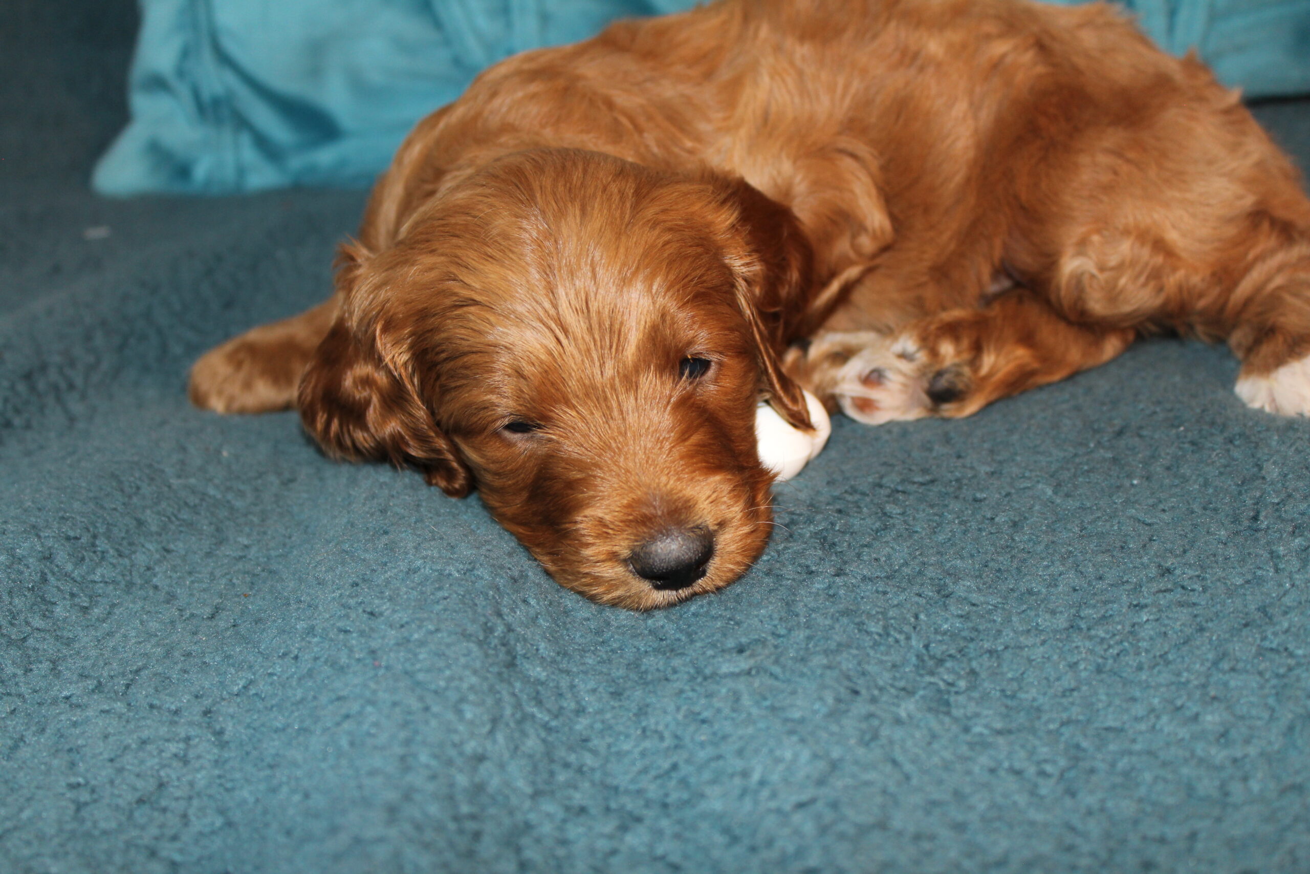Rare Clumberdoodle Puppies!! 7 to choose from!!πClick on Me!! - Image 73