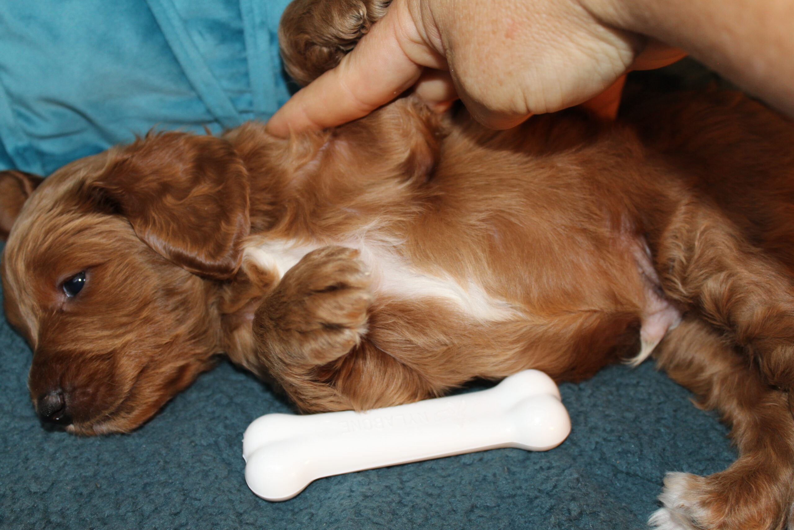 Rare Clumberdoodle Puppies!! 7 to choose from!!πClick on Me!! - Image 72