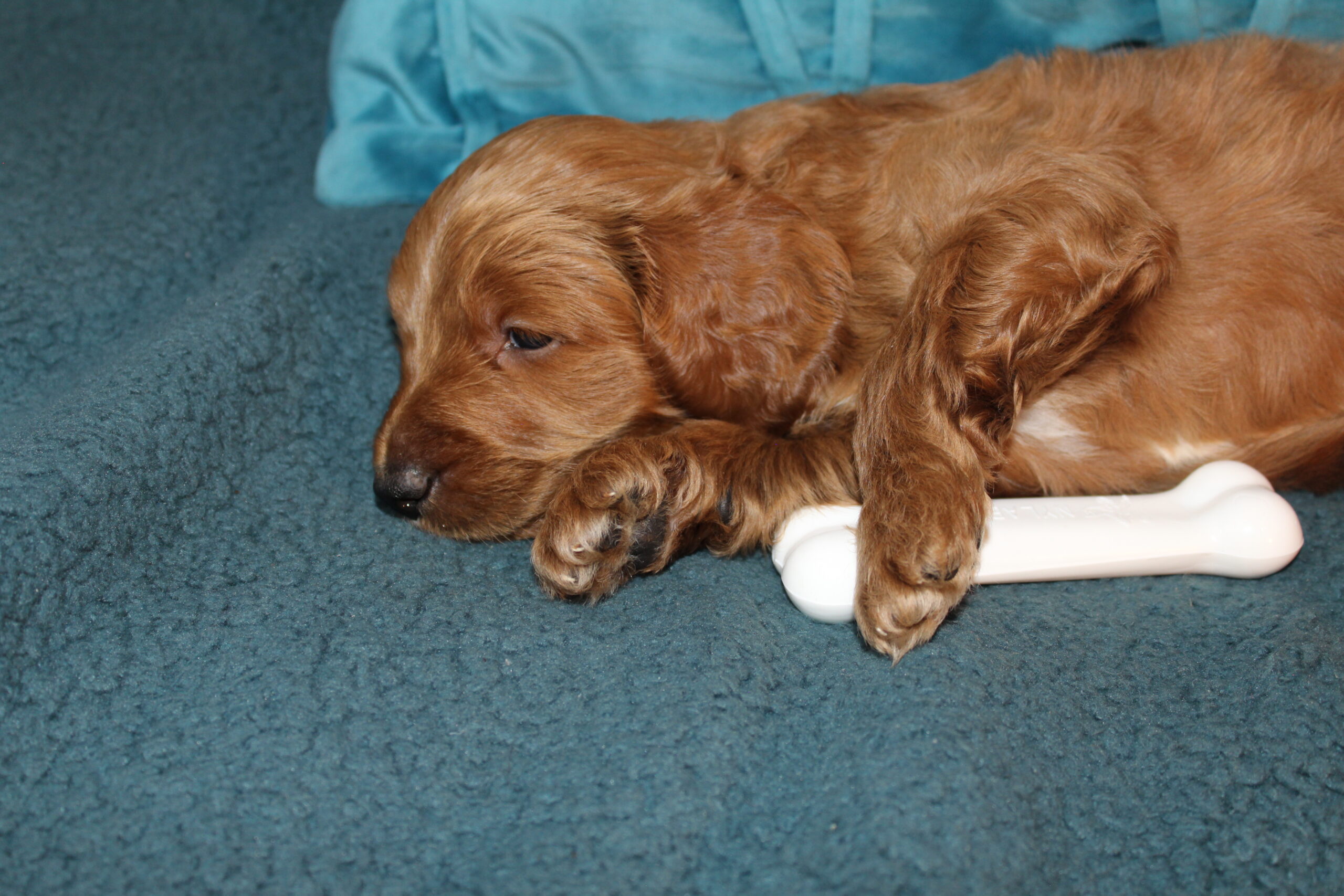 Rare Clumberdoodle Puppies!! 7 to choose from!!πClick on Me!! - Image 71