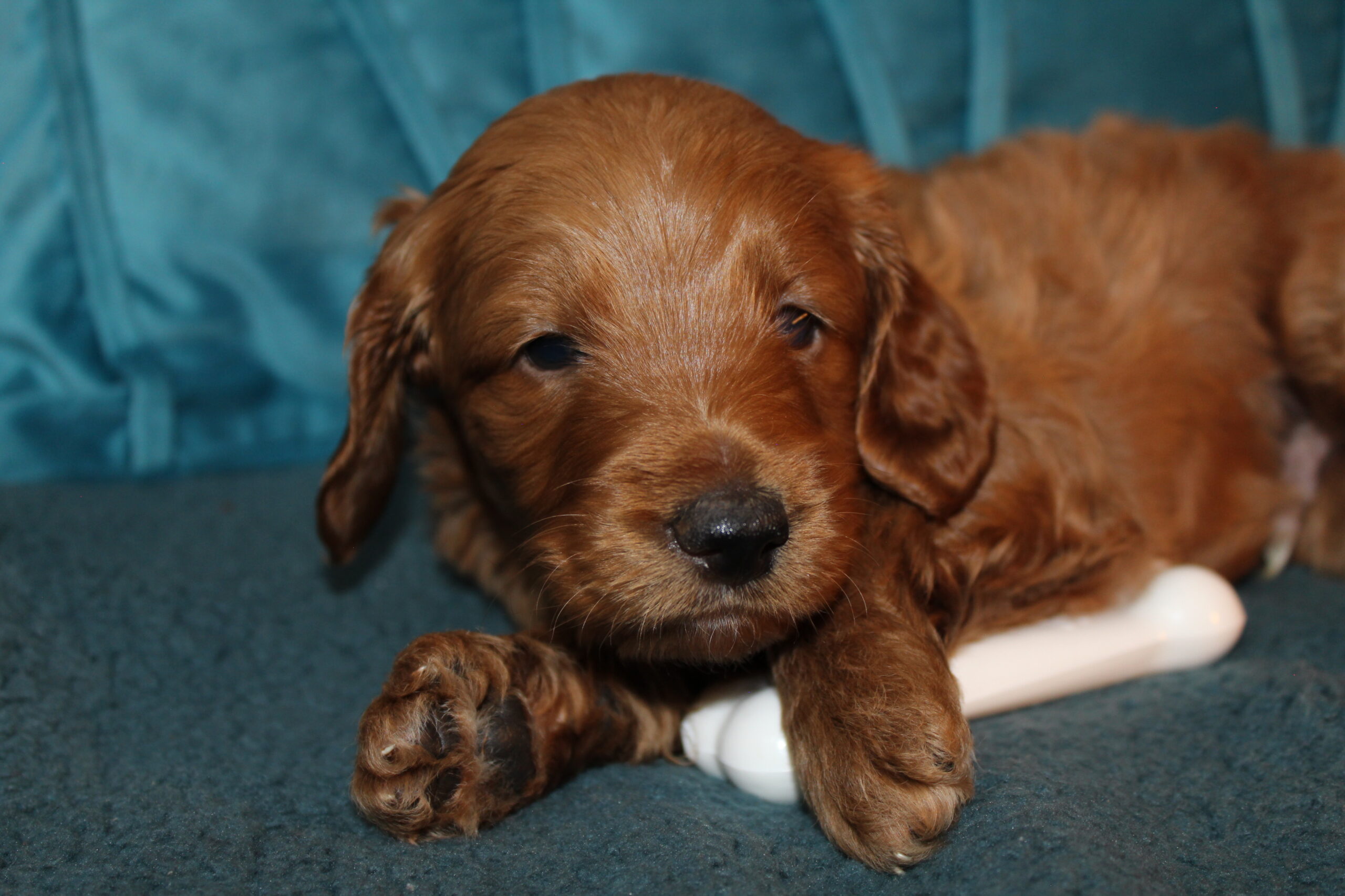 Rare Clumberdoodle Puppies!! 7 to choose from!!πClick on Me!! - Image 70