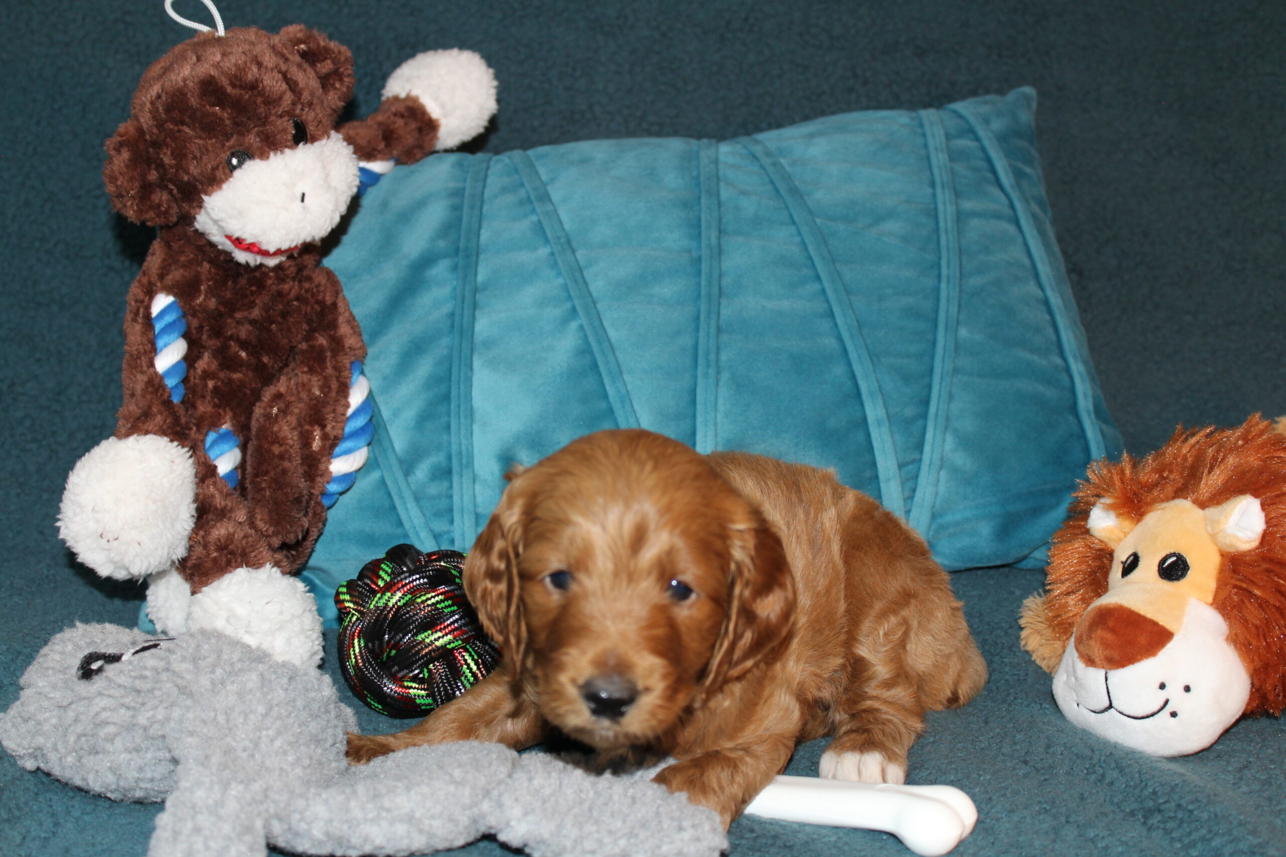 Rare Clumberdoodle Puppies!! 7 to choose from!!πClick on Me!! - Image 69